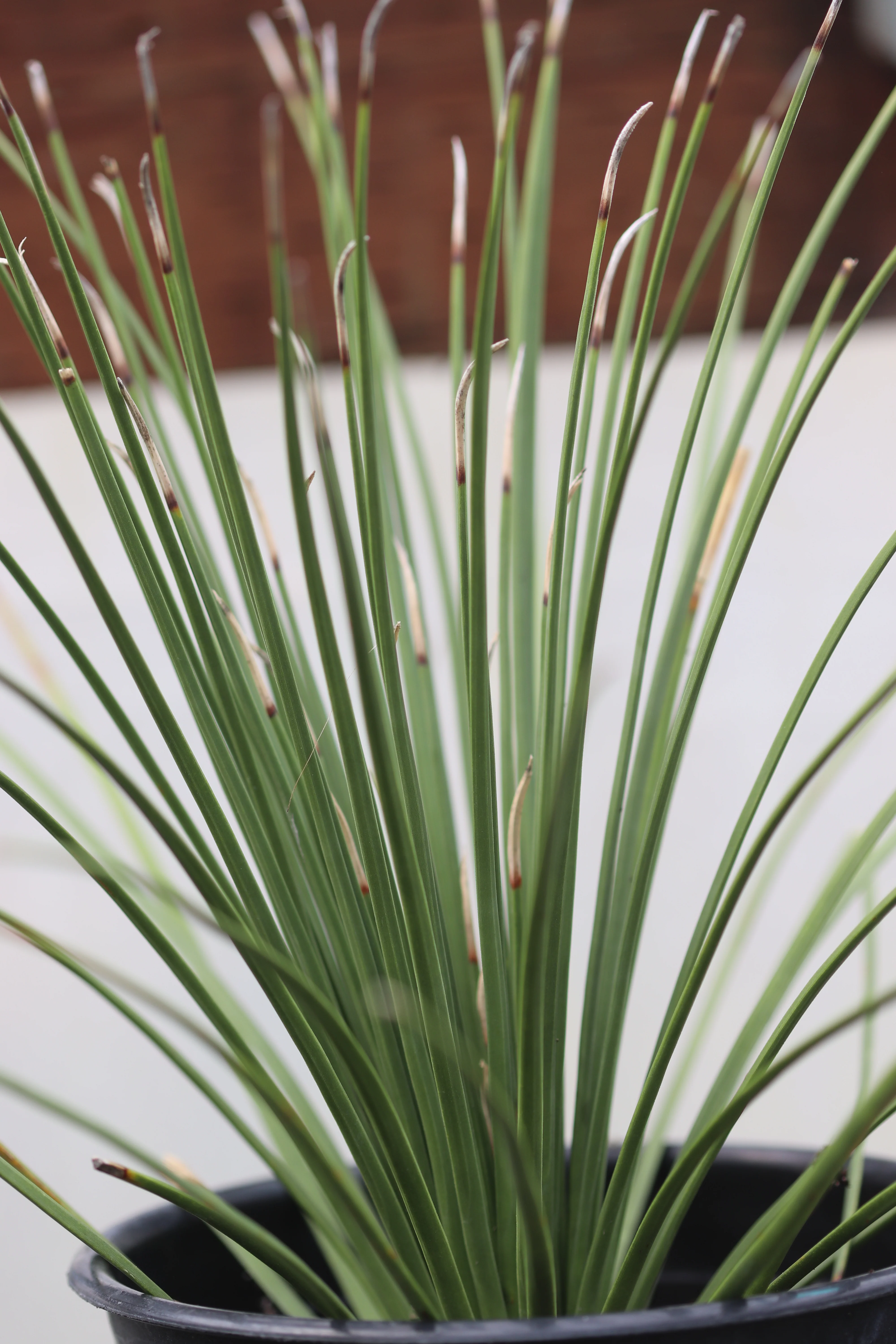 *RETAIL - Dasylirion quadrangulatum - Image 2