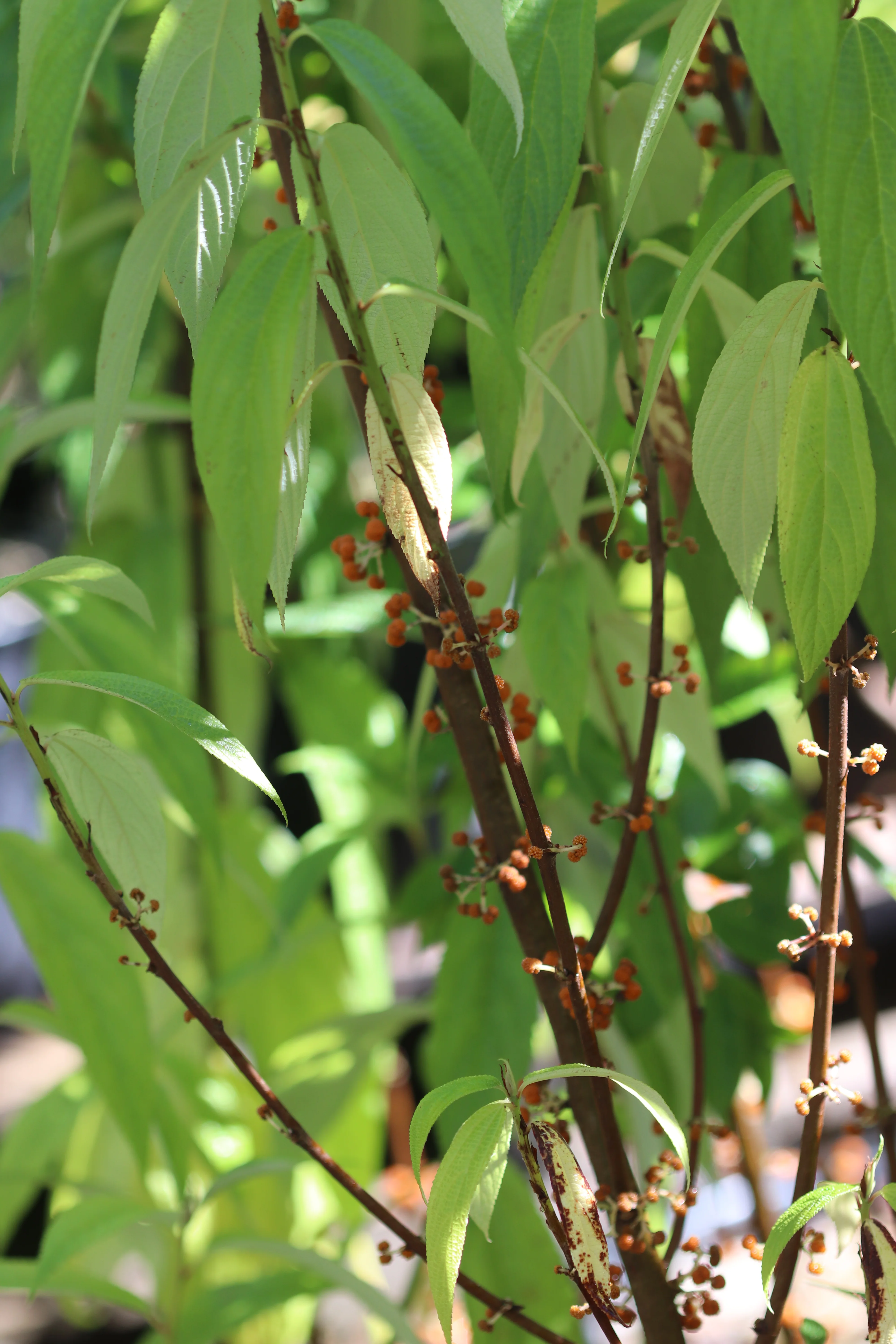 *RETAIL - Debregeasia edulis - Image 2