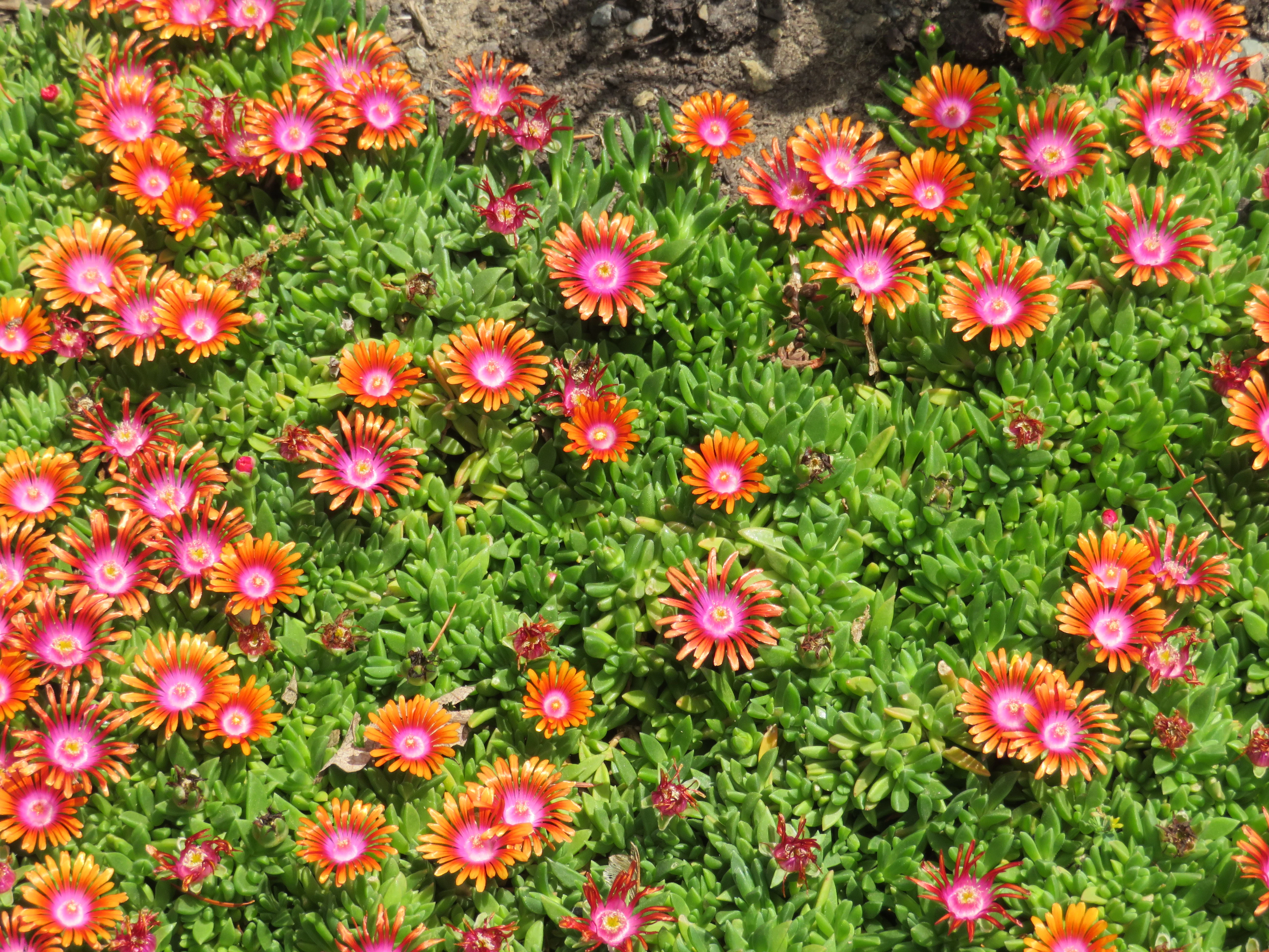 *RETAIL - Delosperma 'Fire Spinner' - Image 2