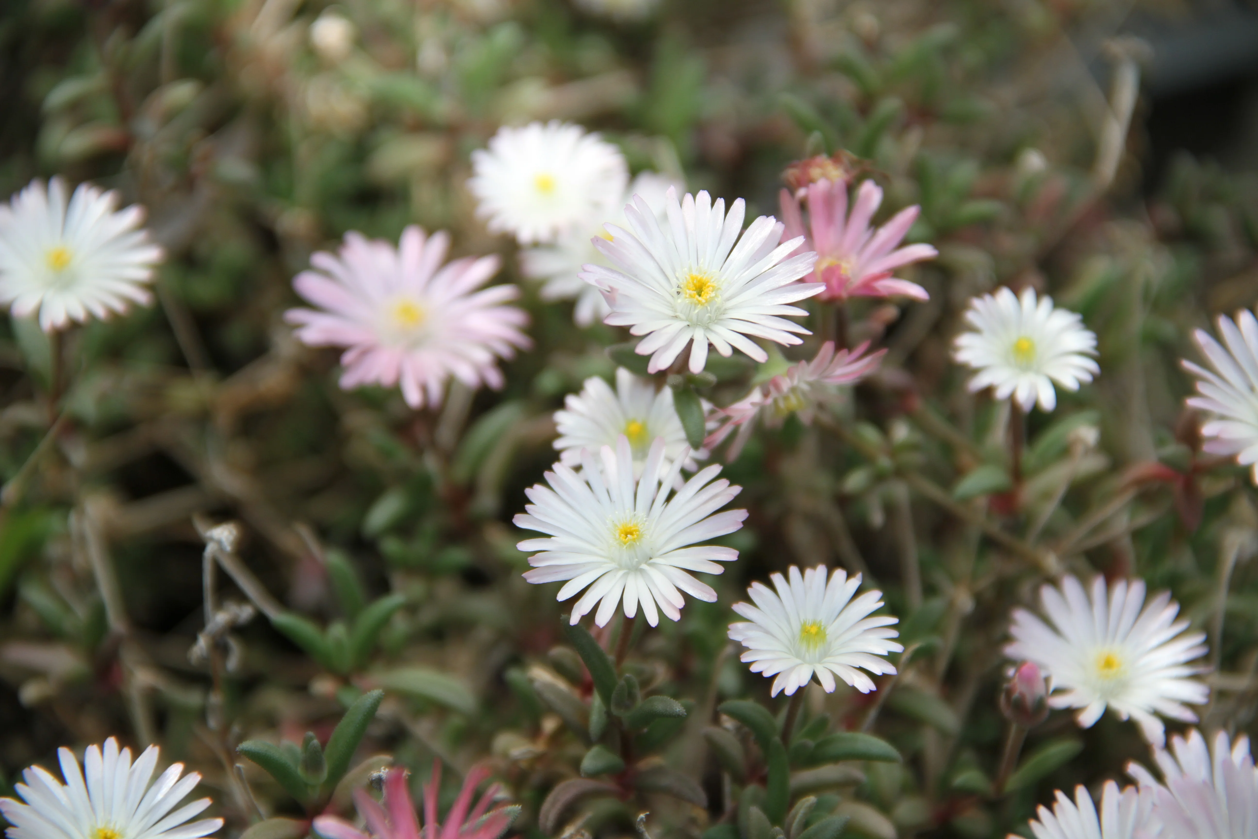 *RETAIL - Delosperma 'Oberg' - Image 2