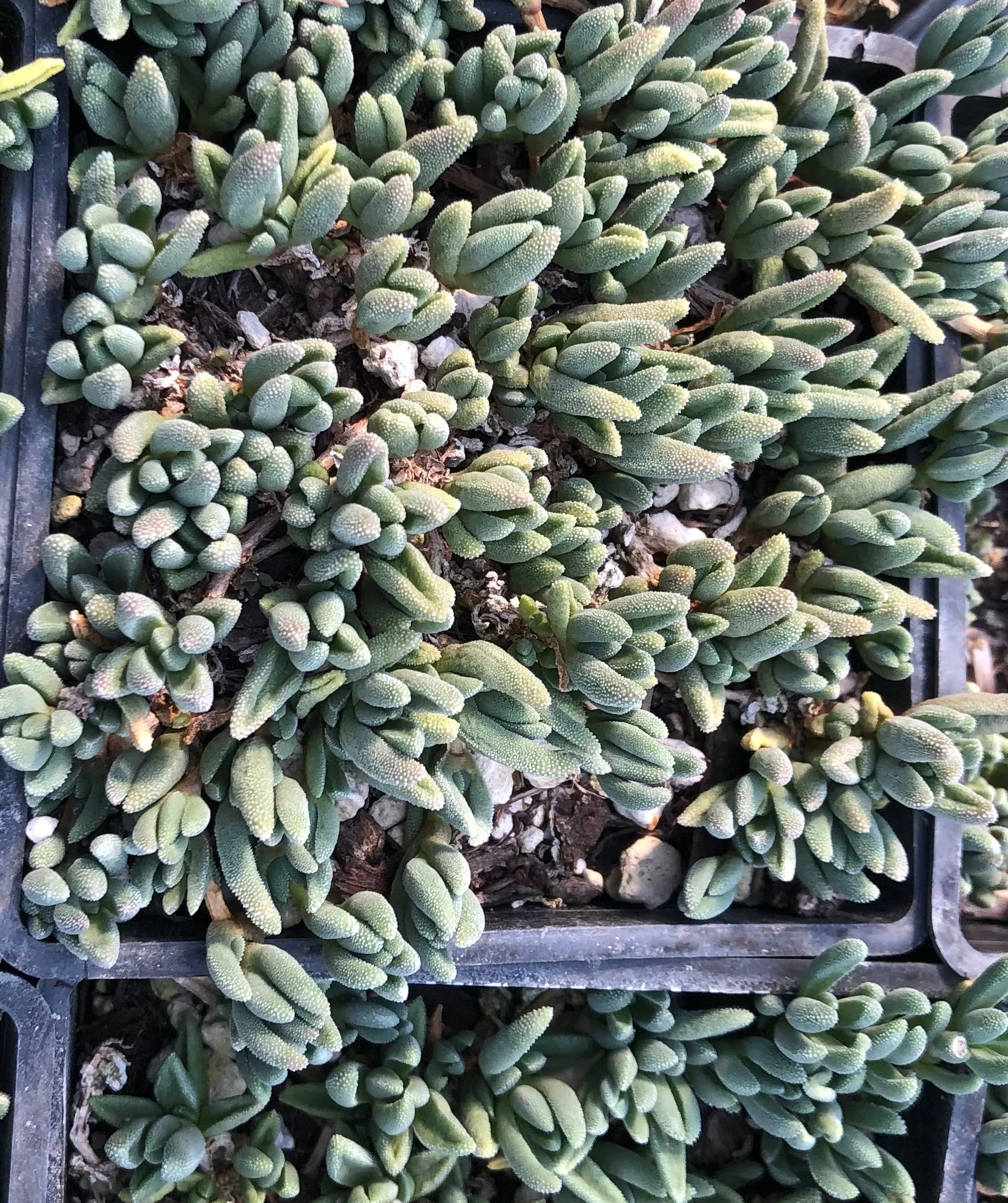 *RETAIL - Delosperma 'Pizzink Dizzle-Izzle' - Image 2