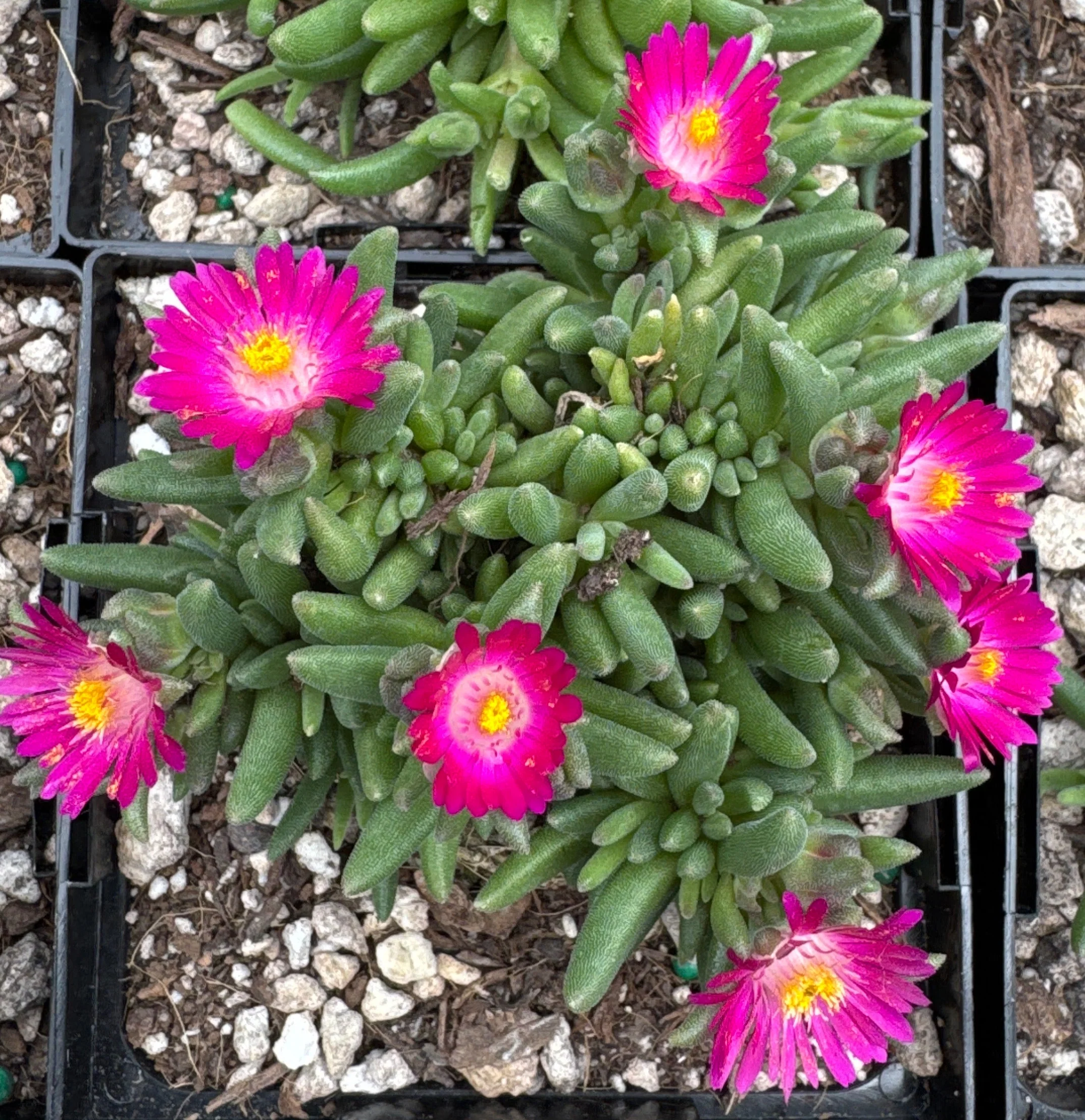 *RETAIL - Delosperma x 'Jewel of the Desert Amethyst'