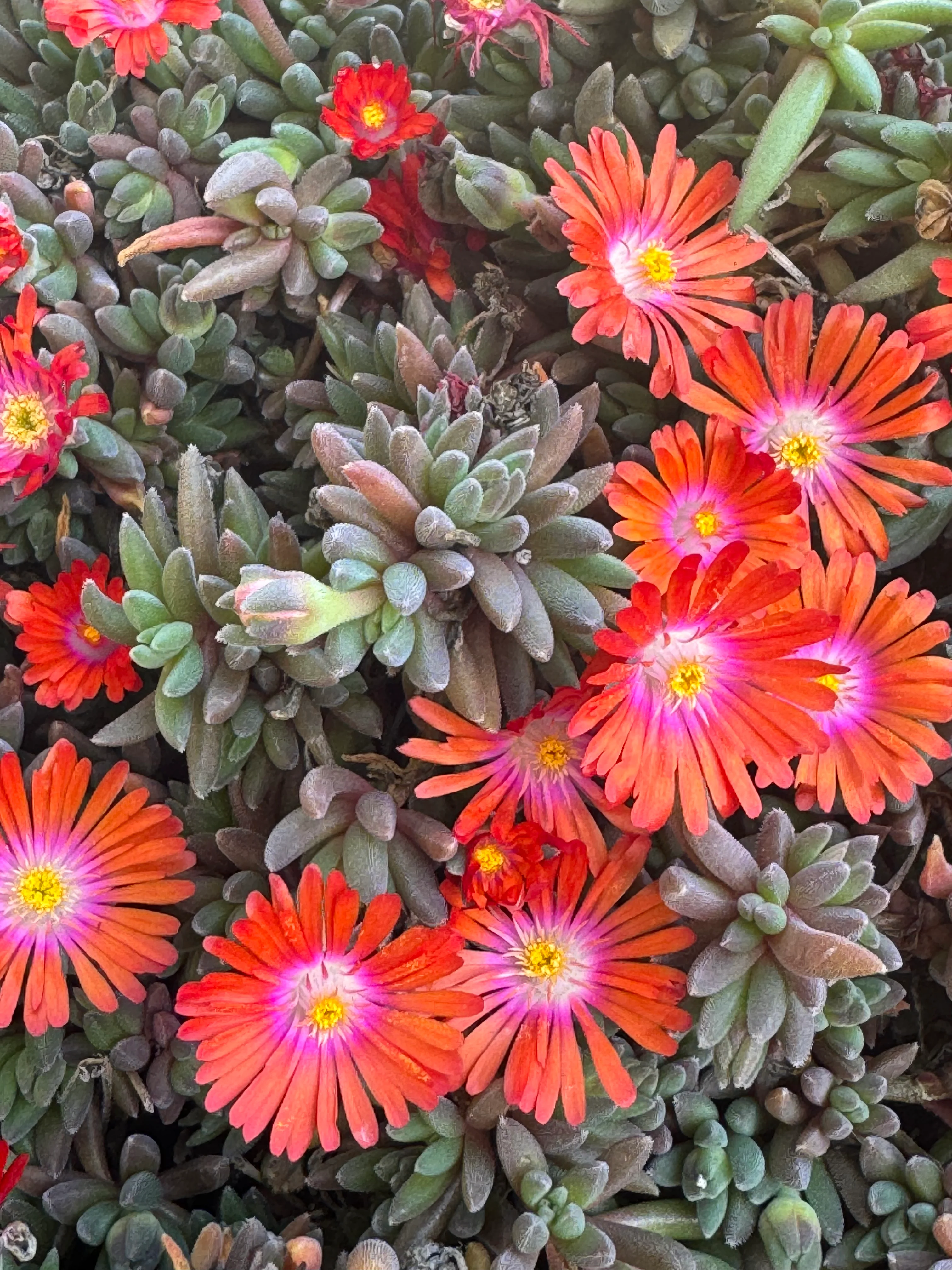 *RETAIL - Delosperma x 'Jewel of the Desert Sunstone' - Image 2