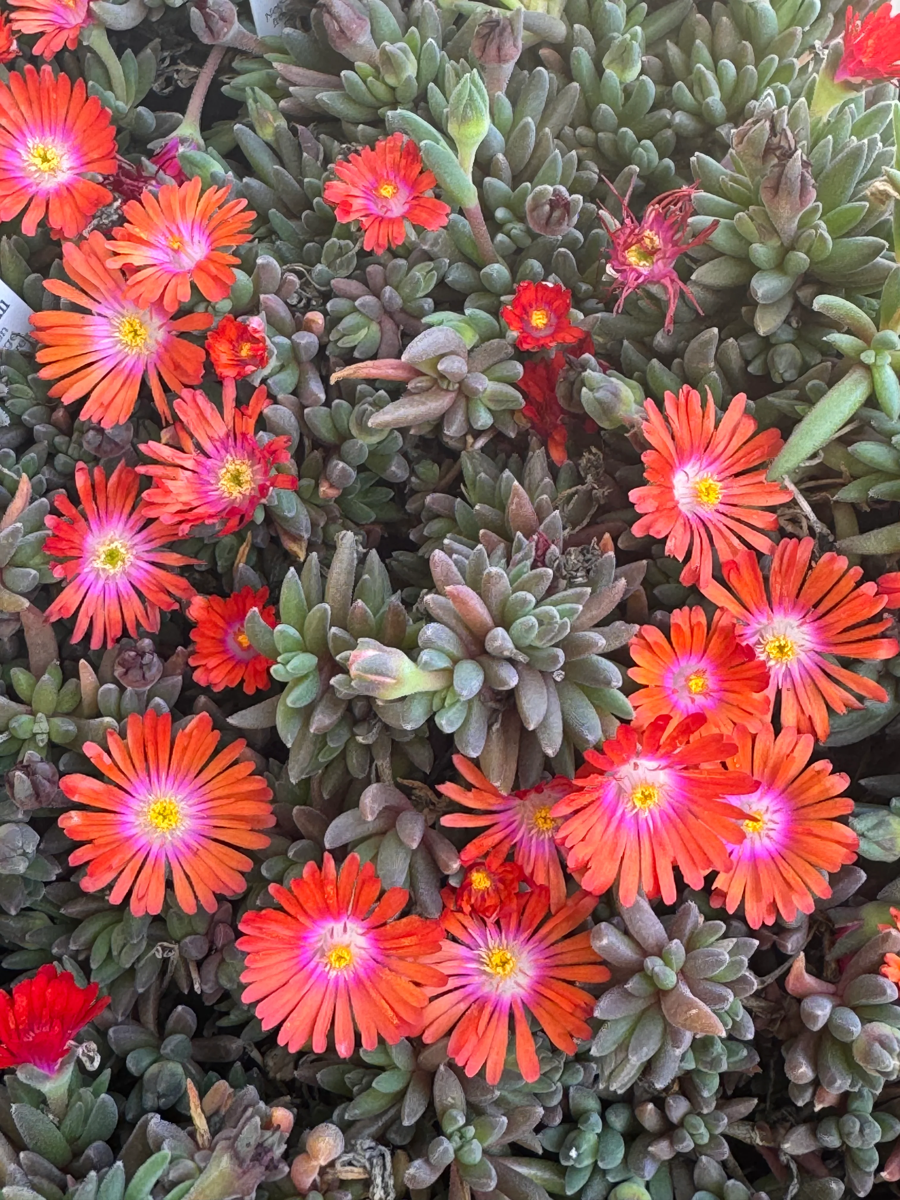 *RETAIL - Delosperma x 'Jewel of the Desert Sunstone' - Image 3