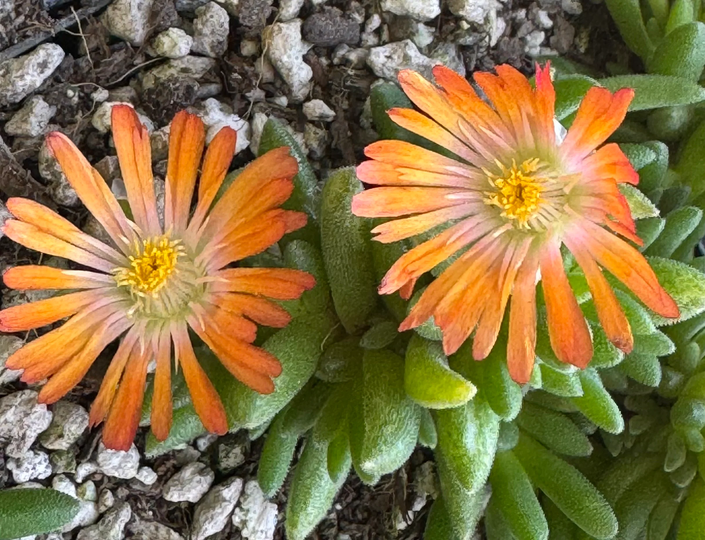 *RETAIL - Delosperma x 'Jewel of the Desert Topaz' - Image 3
