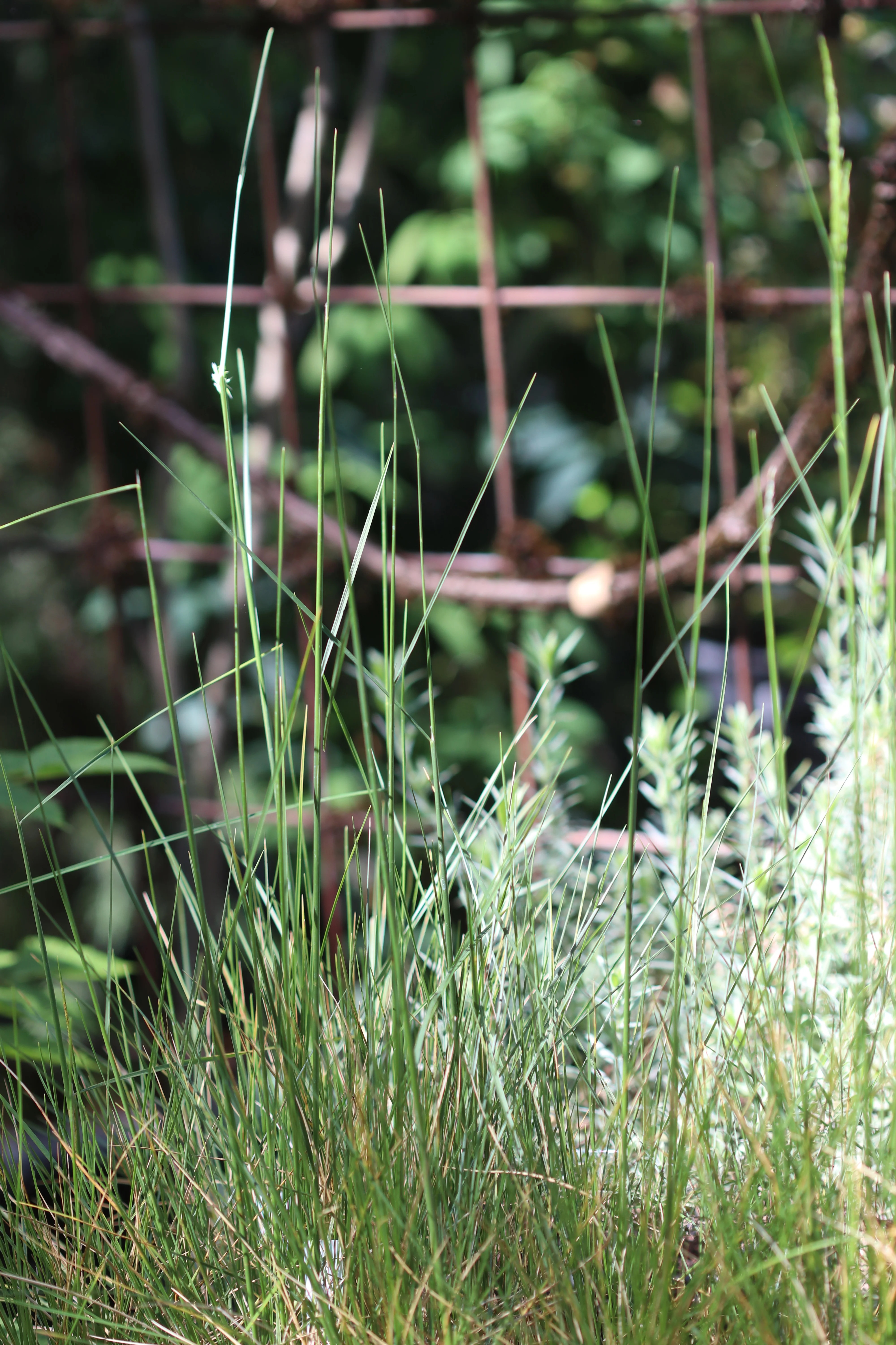 *RETAIL - Deschampsia cespitosa - Image 2