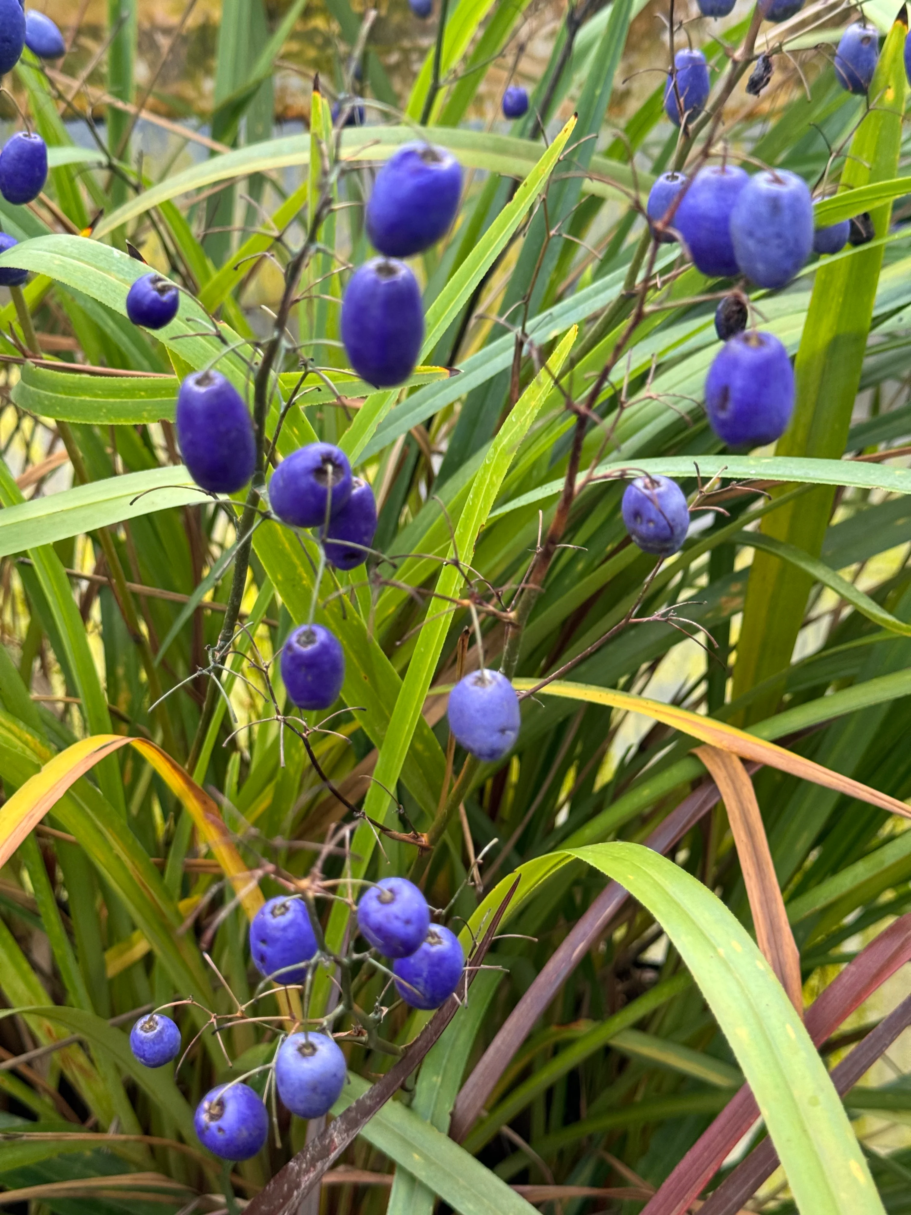 Dianella tasmanica 'Ellen Smart' - Image 2