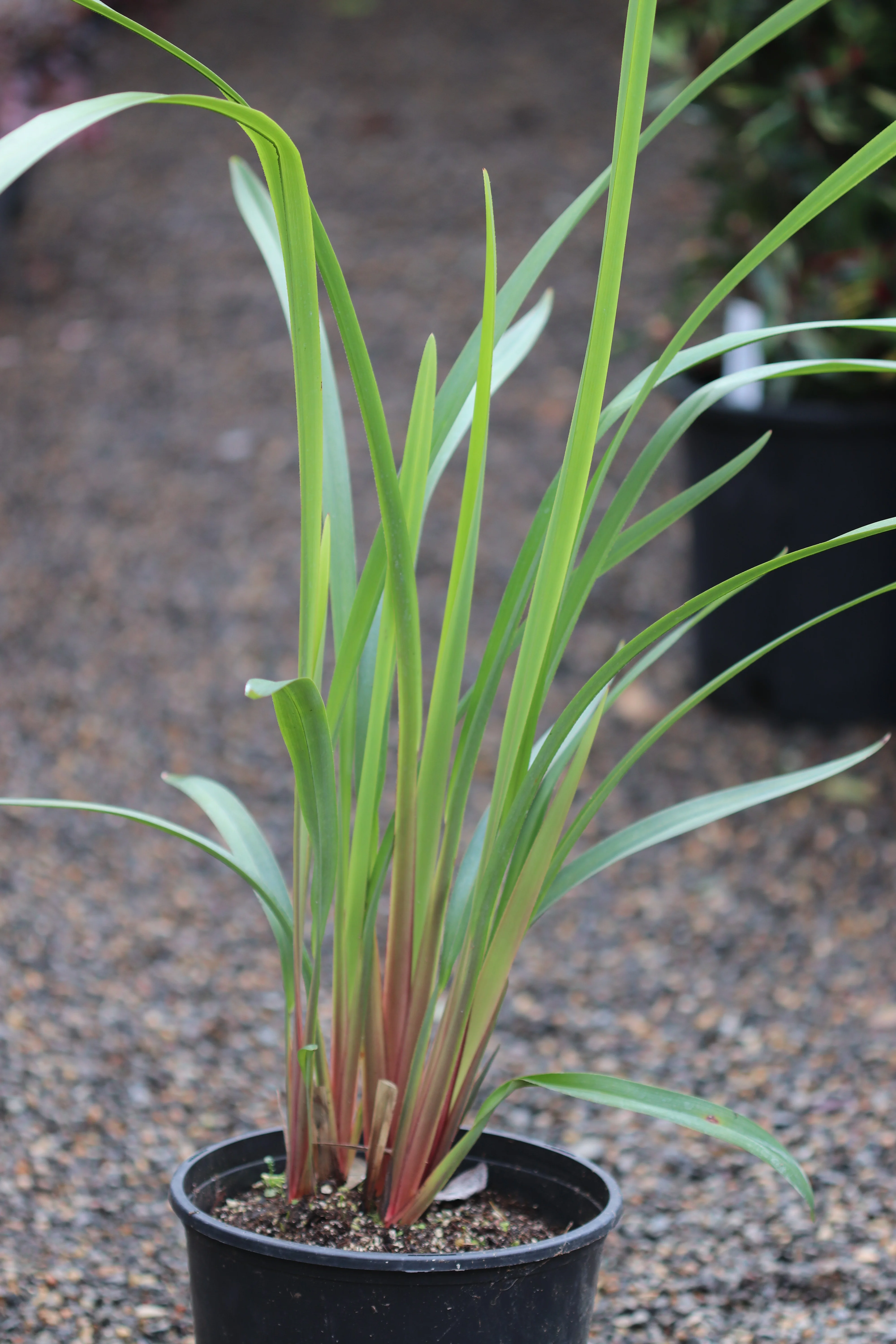 *RETAIL - Dianella tasmanica 'Ellen Smart' - Image 2