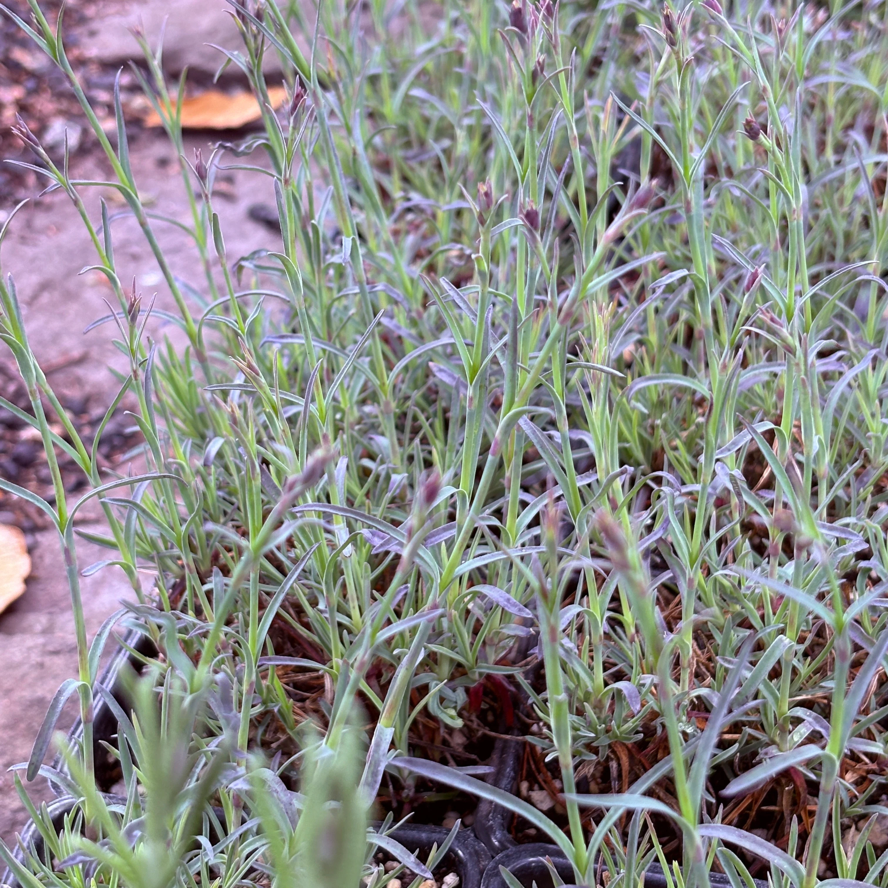 *RETAIL - Dianthus 'Unique'