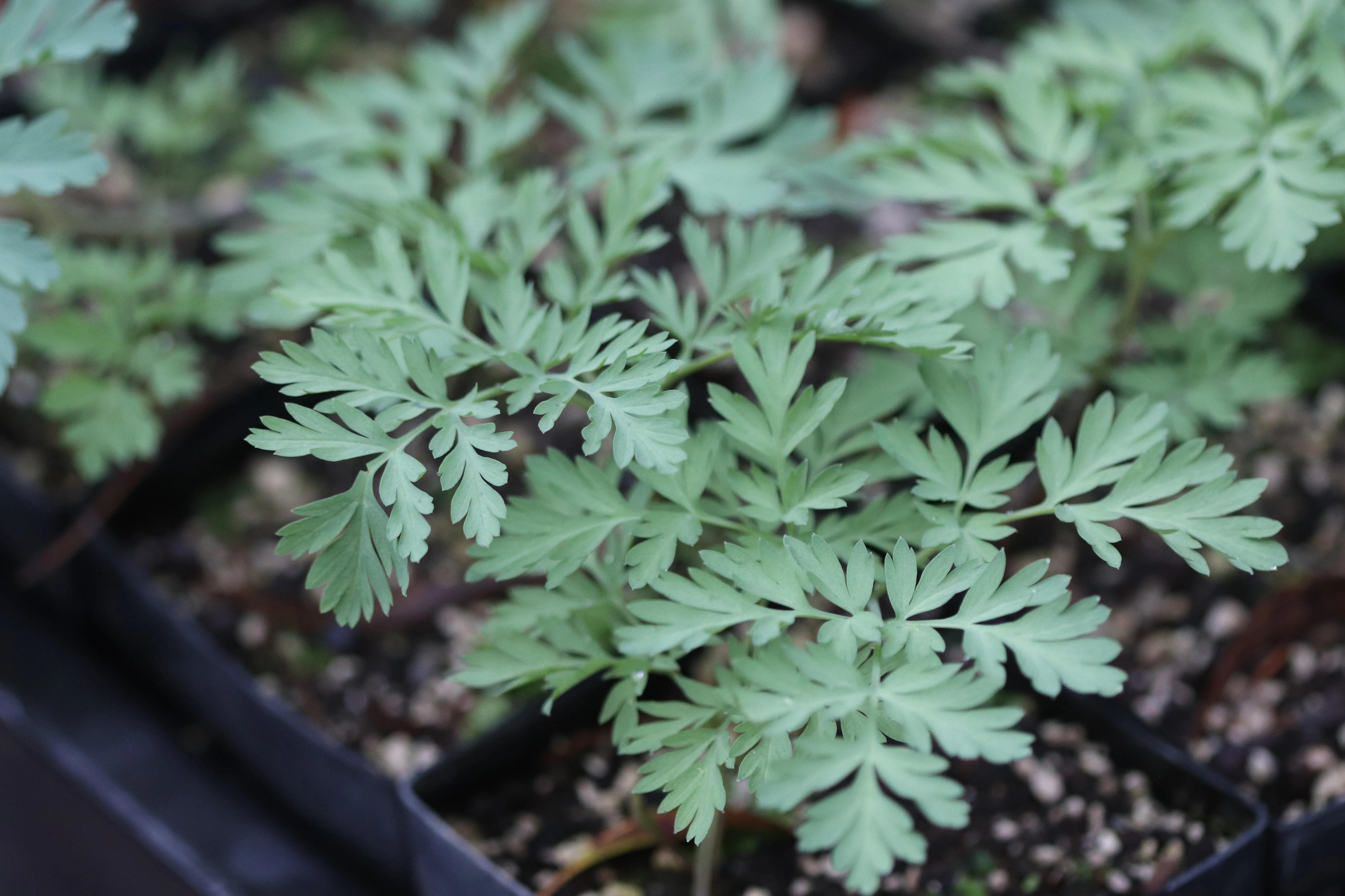 *RETAIL - Dicentra oreganum - Image 2