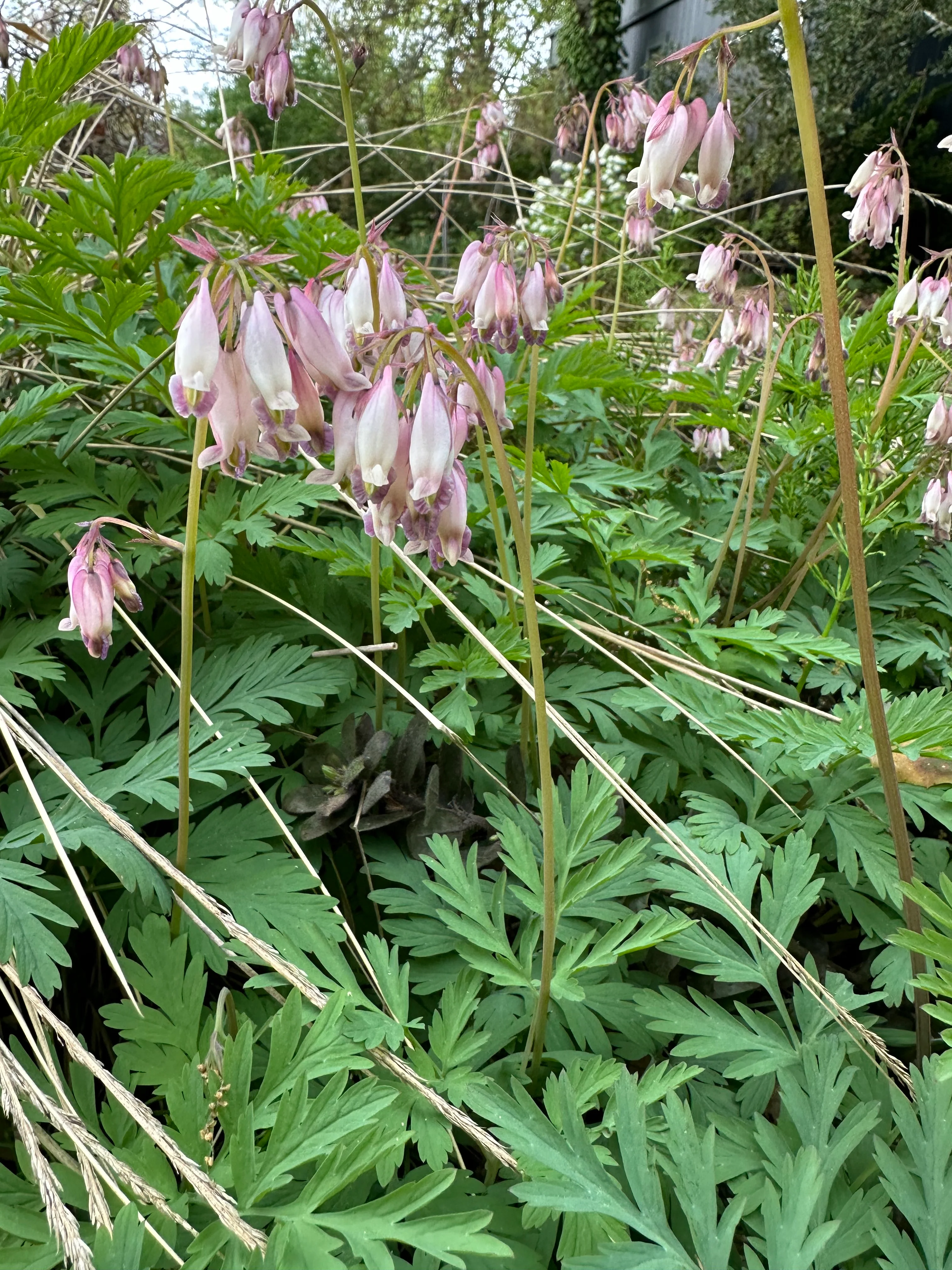 *RETAIL - Dicentra oreganum - Image 3
