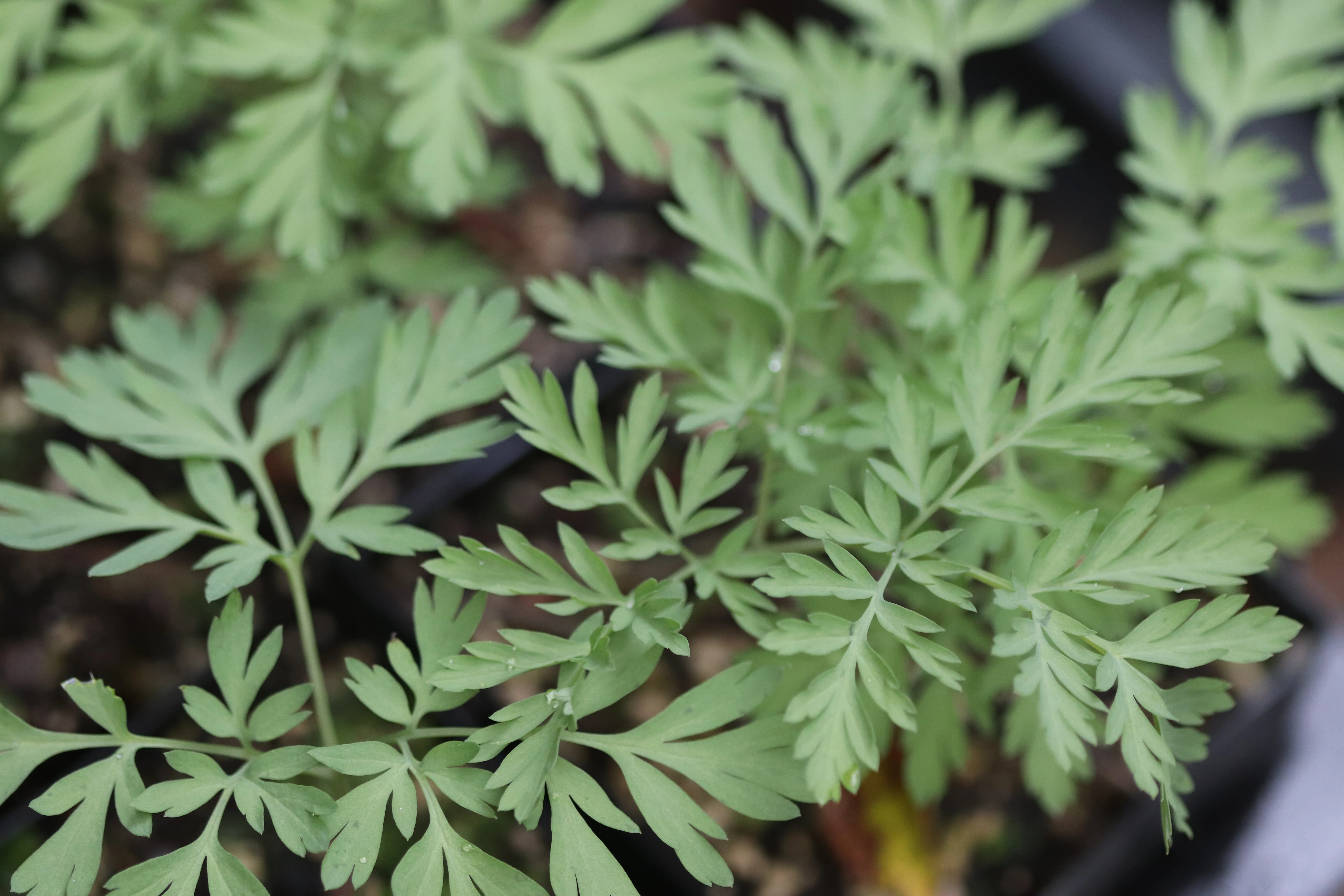 *RETAIL - Dicentra oreganum - Image 4