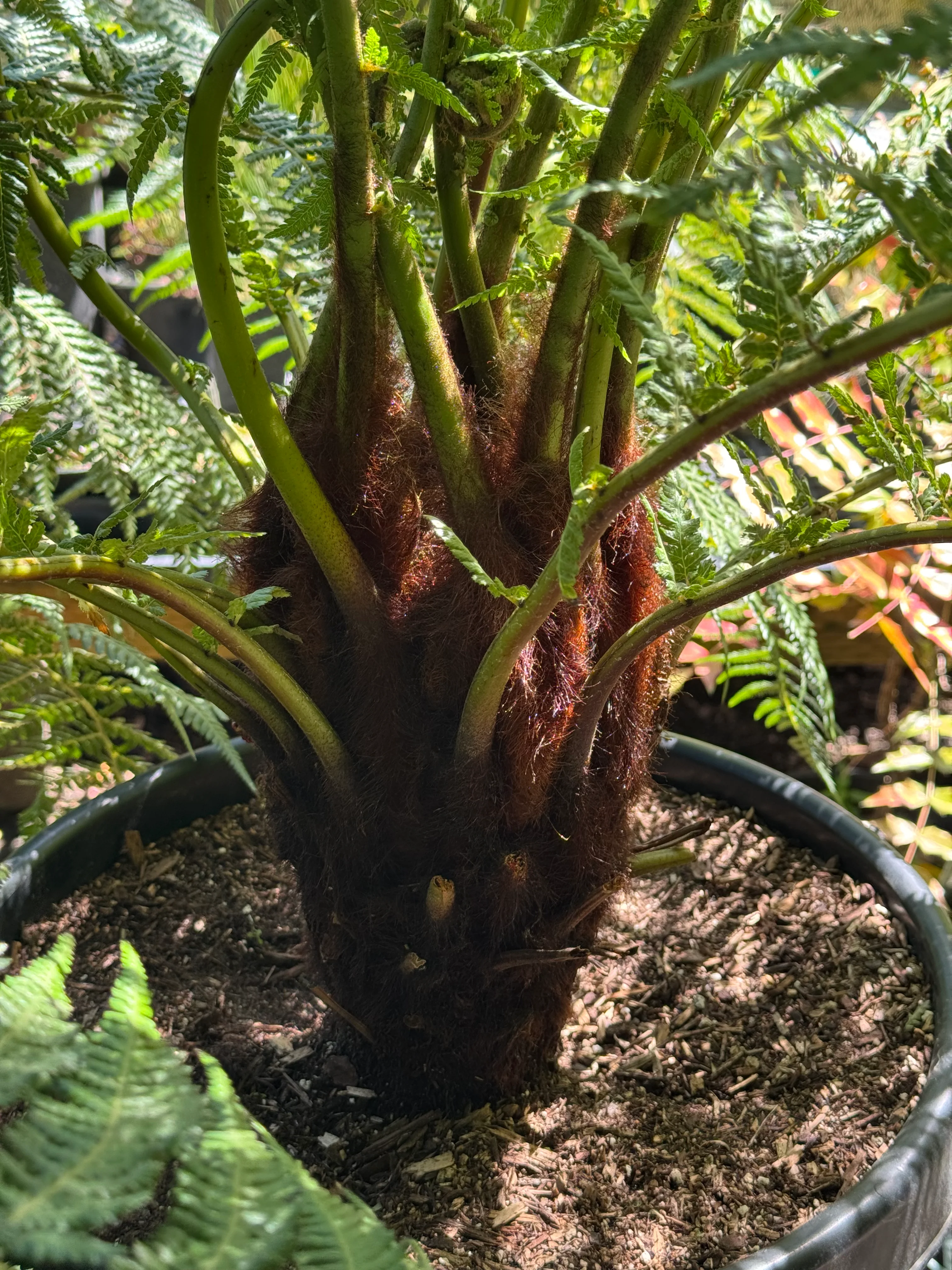 *RETAIL - Dicksonia antarctica - Image 2