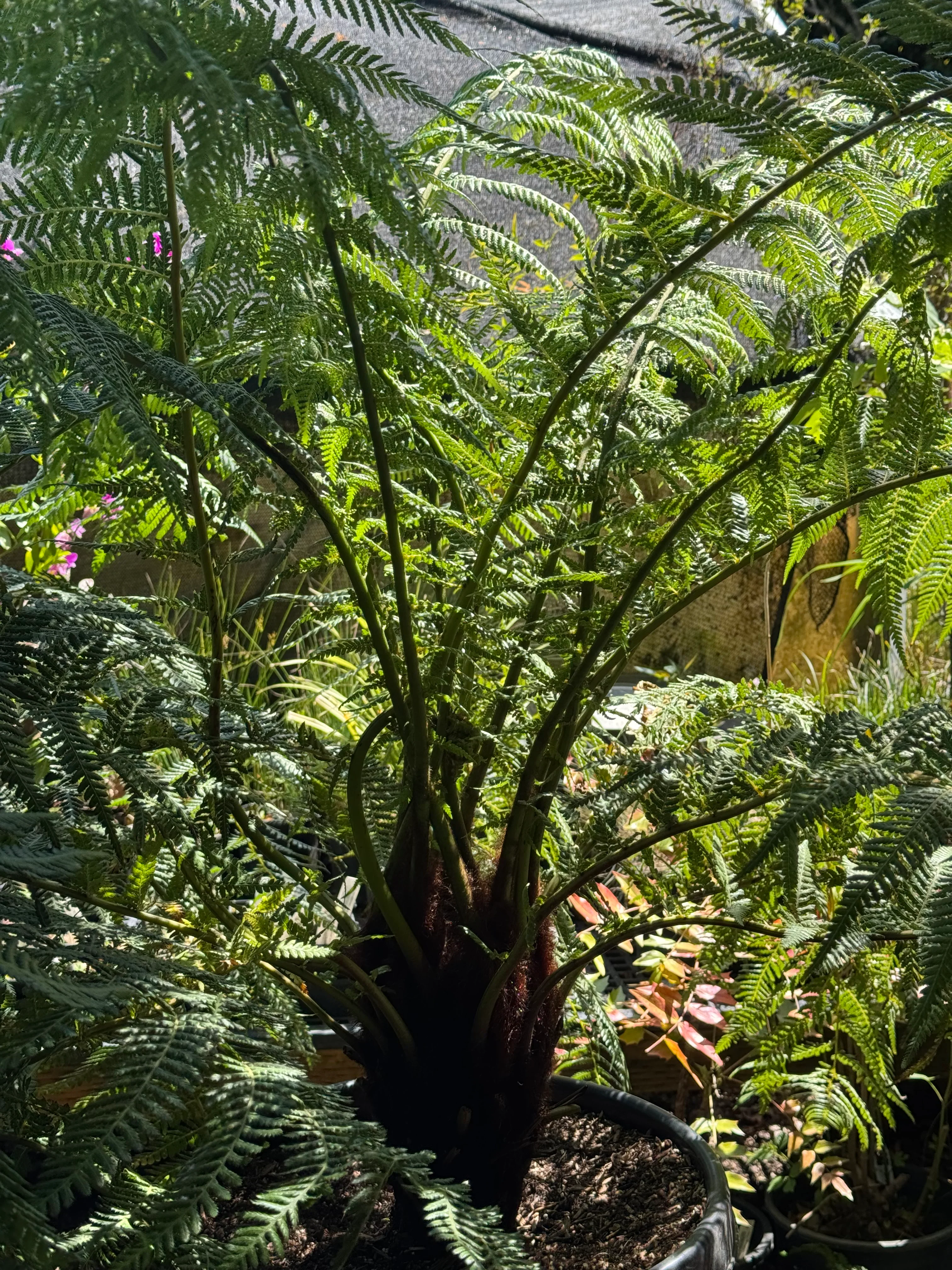 *RETAIL - Dicksonia antarctica - Image 3