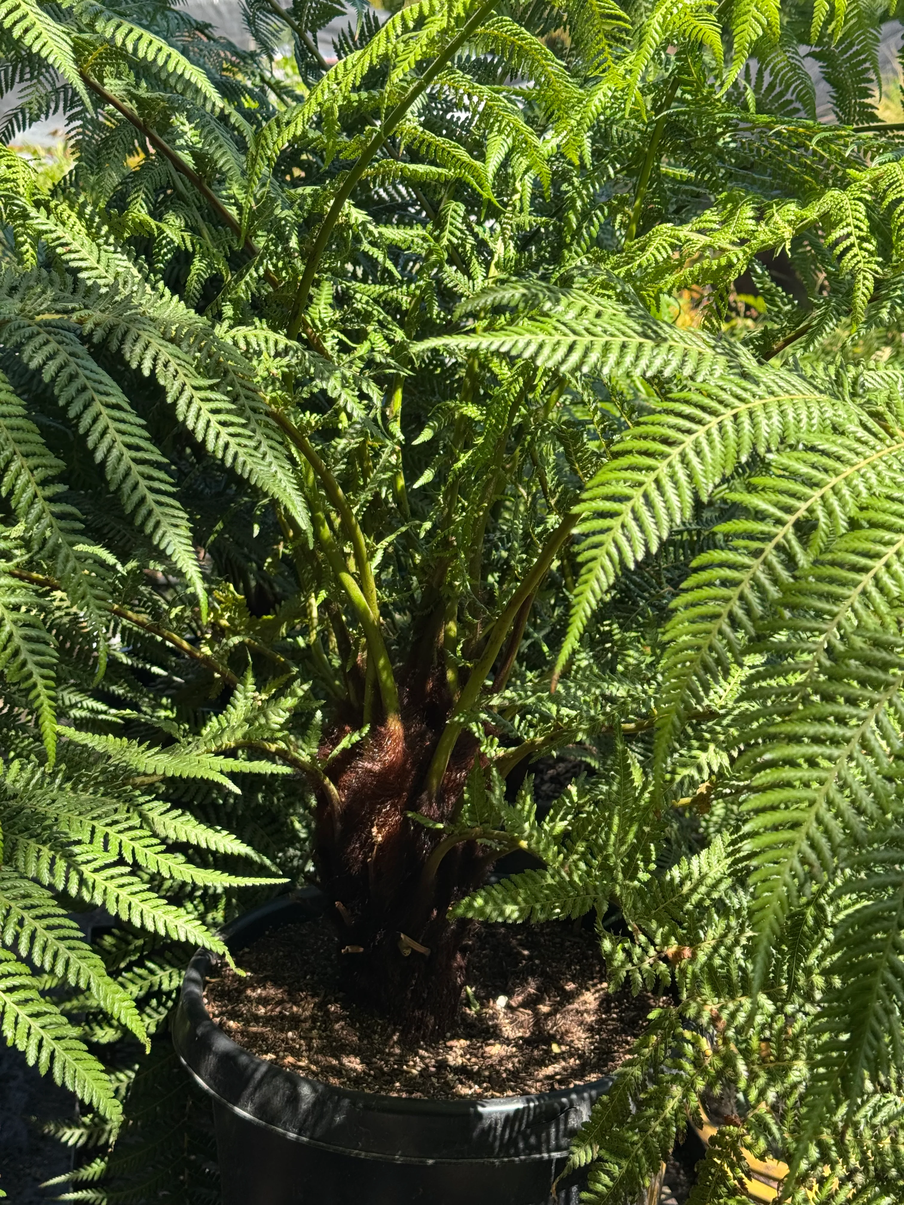 *RETAIL - Dicksonia antarctica - Image 4