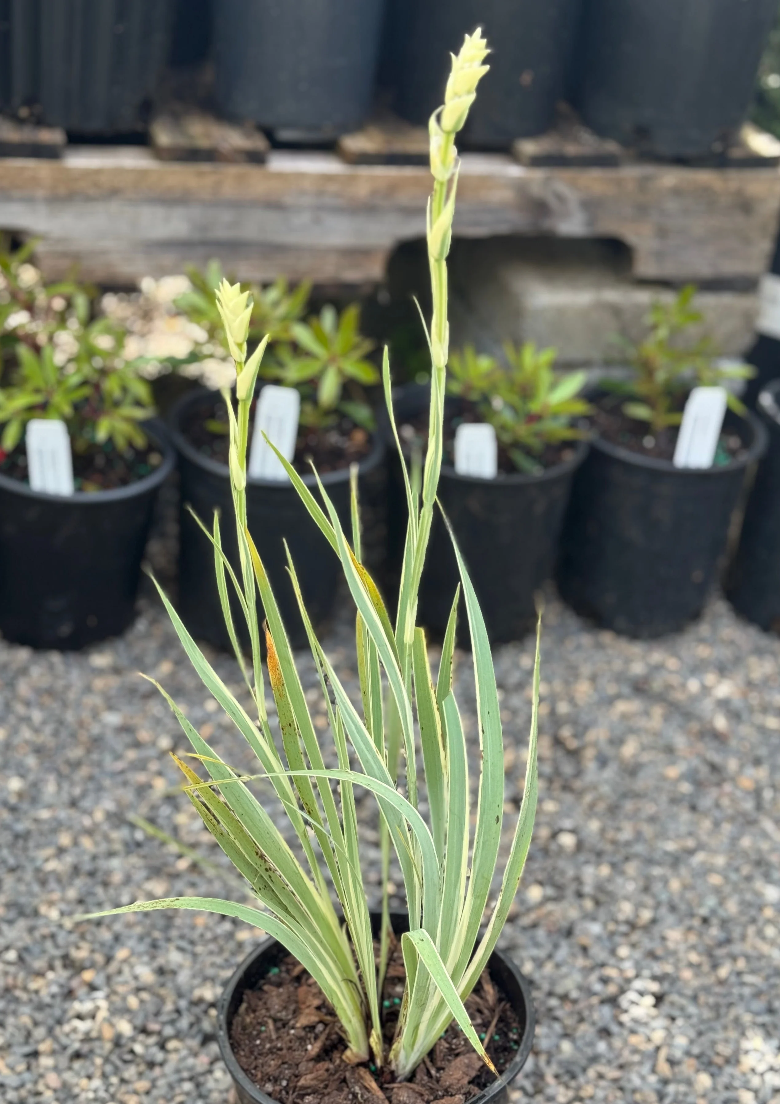 *RETAIL - Dietes iridiodes 'Variegata'