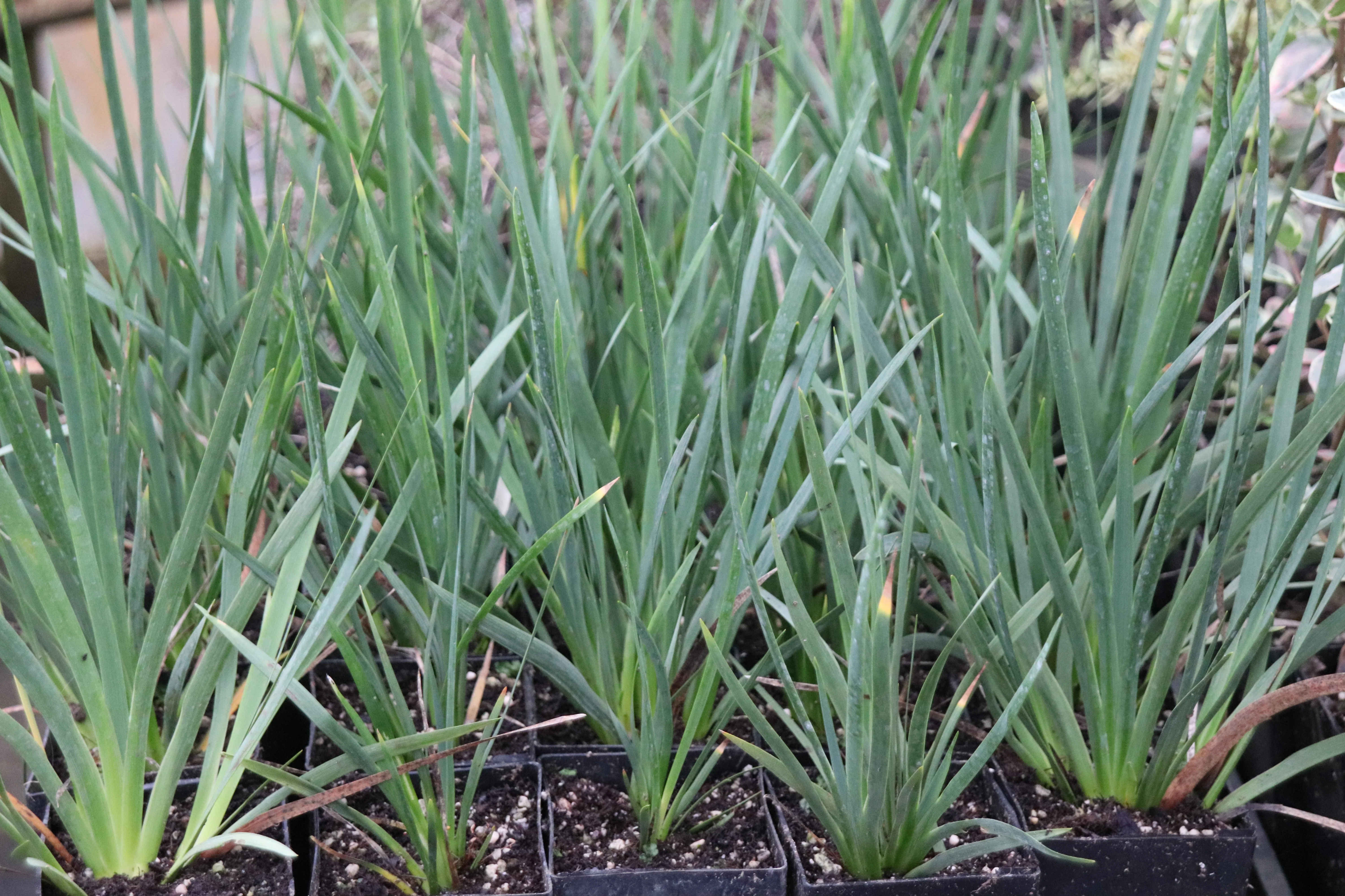 *RETAIL - Diplarrena moraea - Image 2