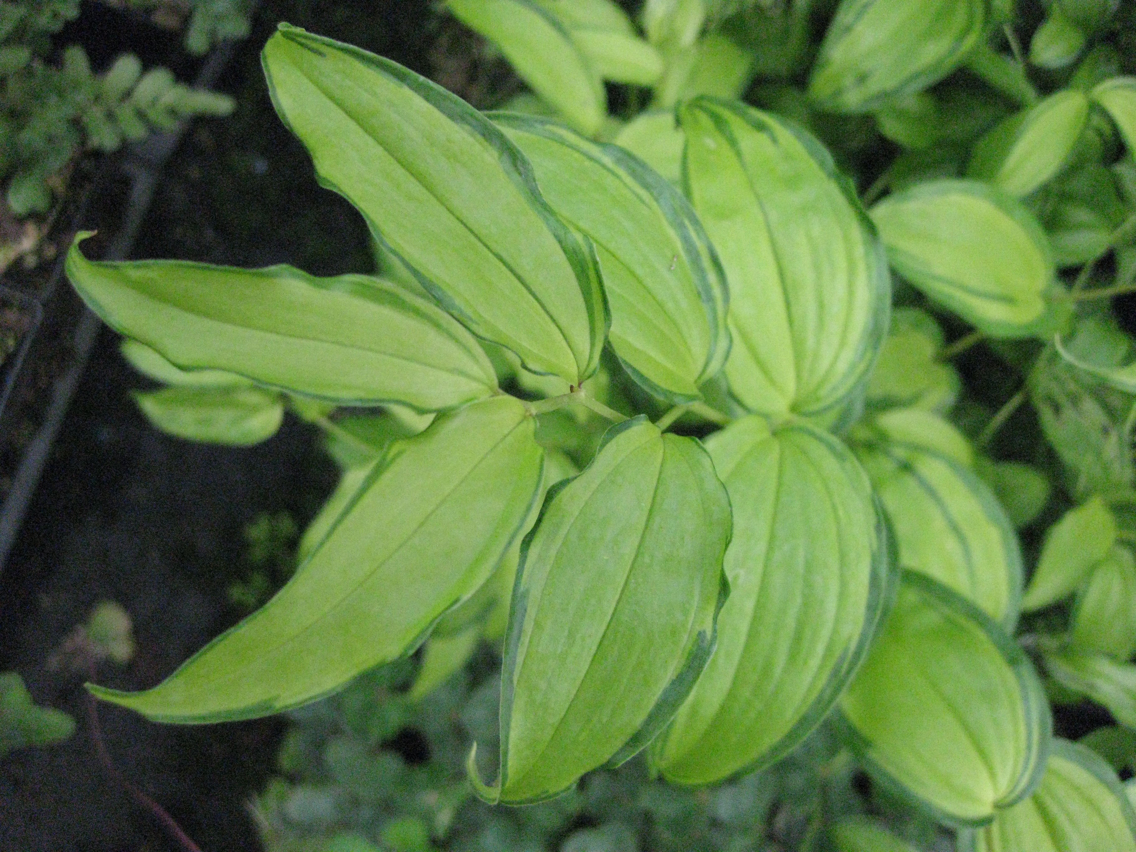 *RETAIL - Disporum cantoniense 'Golden Temple'