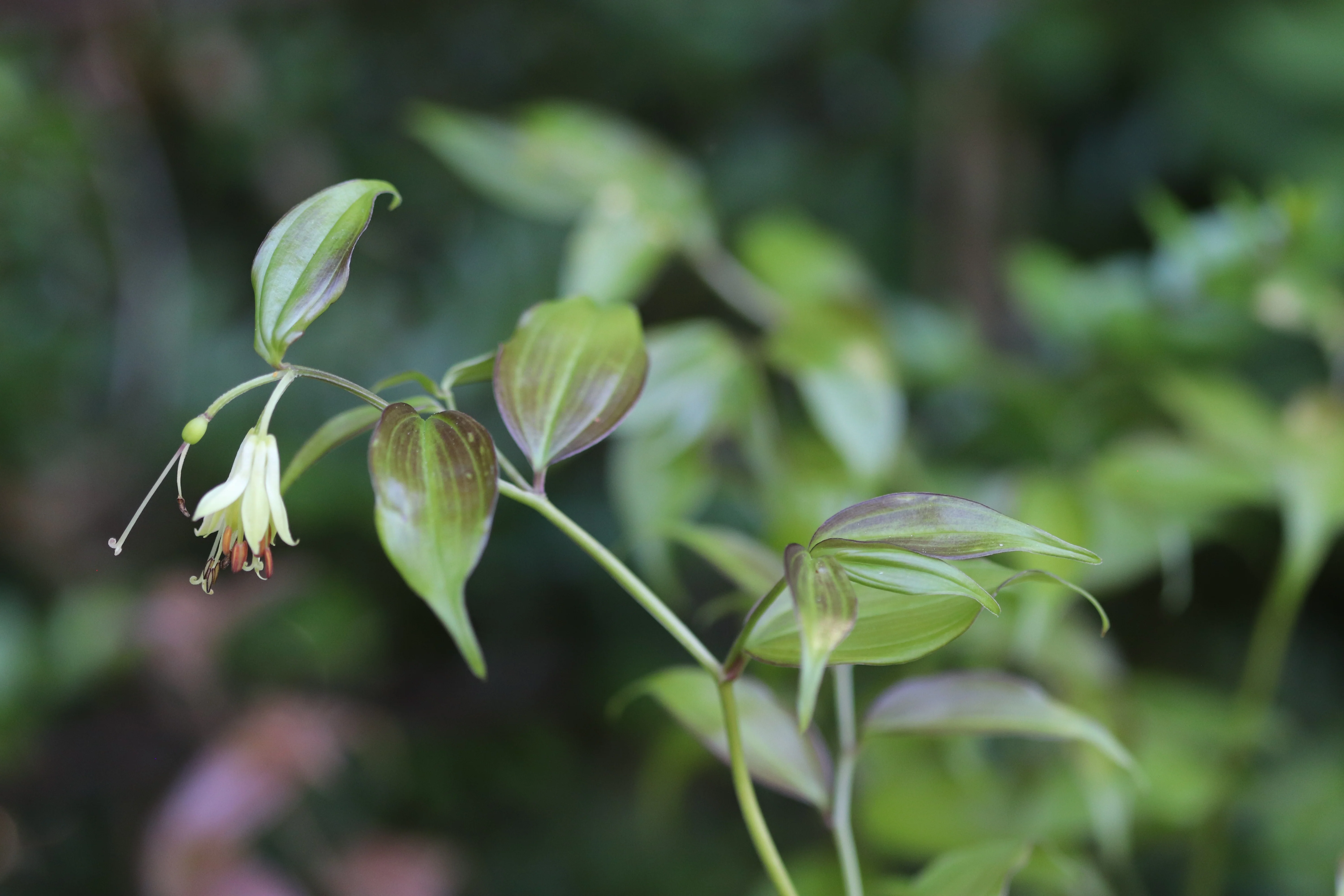 *RETAIL - Disporum cantoniense 'Golden Temple' - Image 2