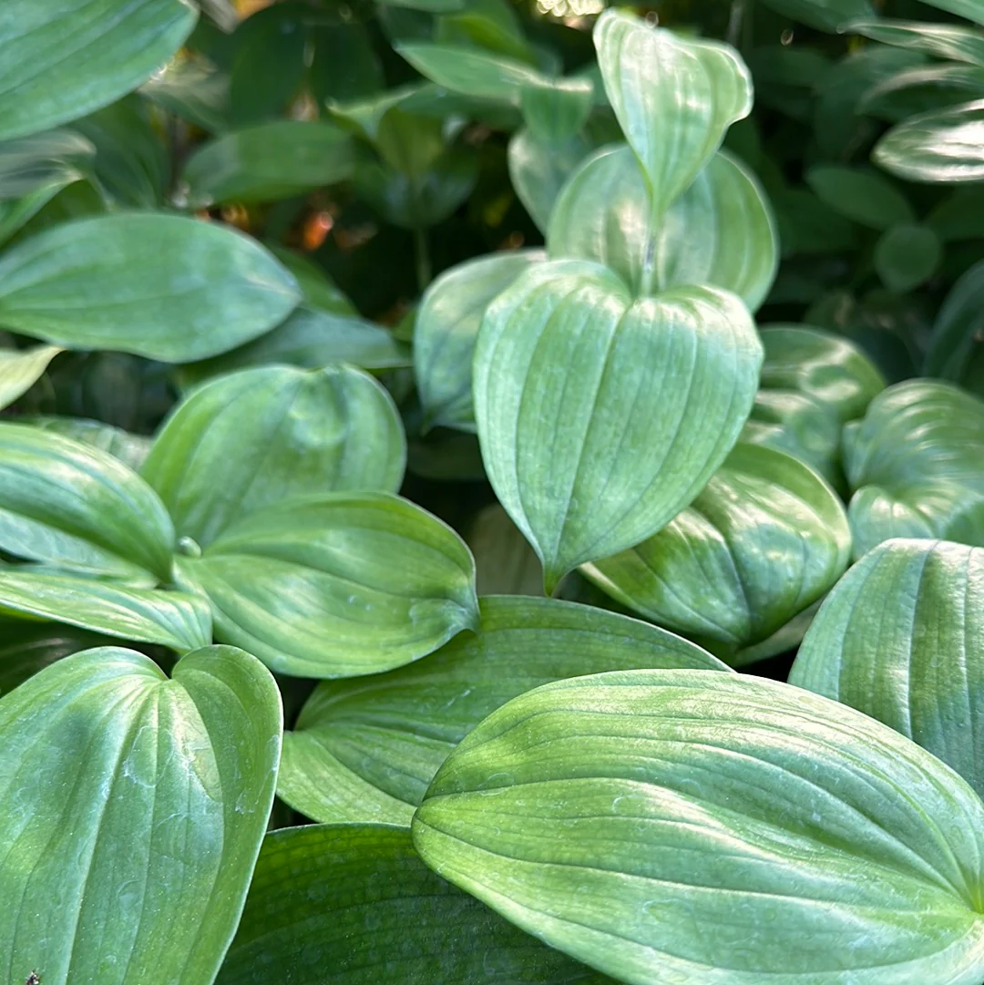 Disporopsis sp. - The Giant - Image 3