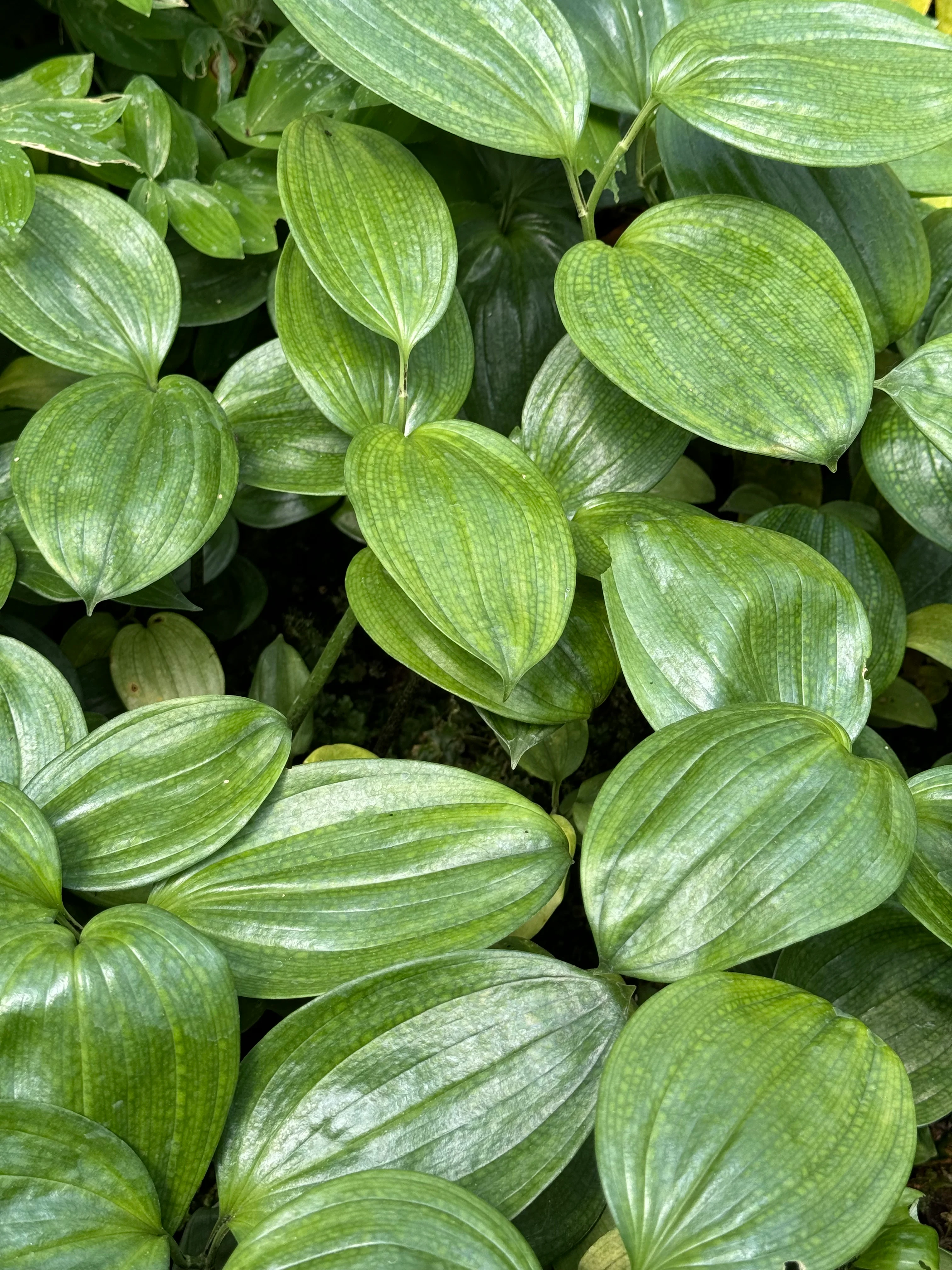 Disporopsis sp. - The Giant - Image 4