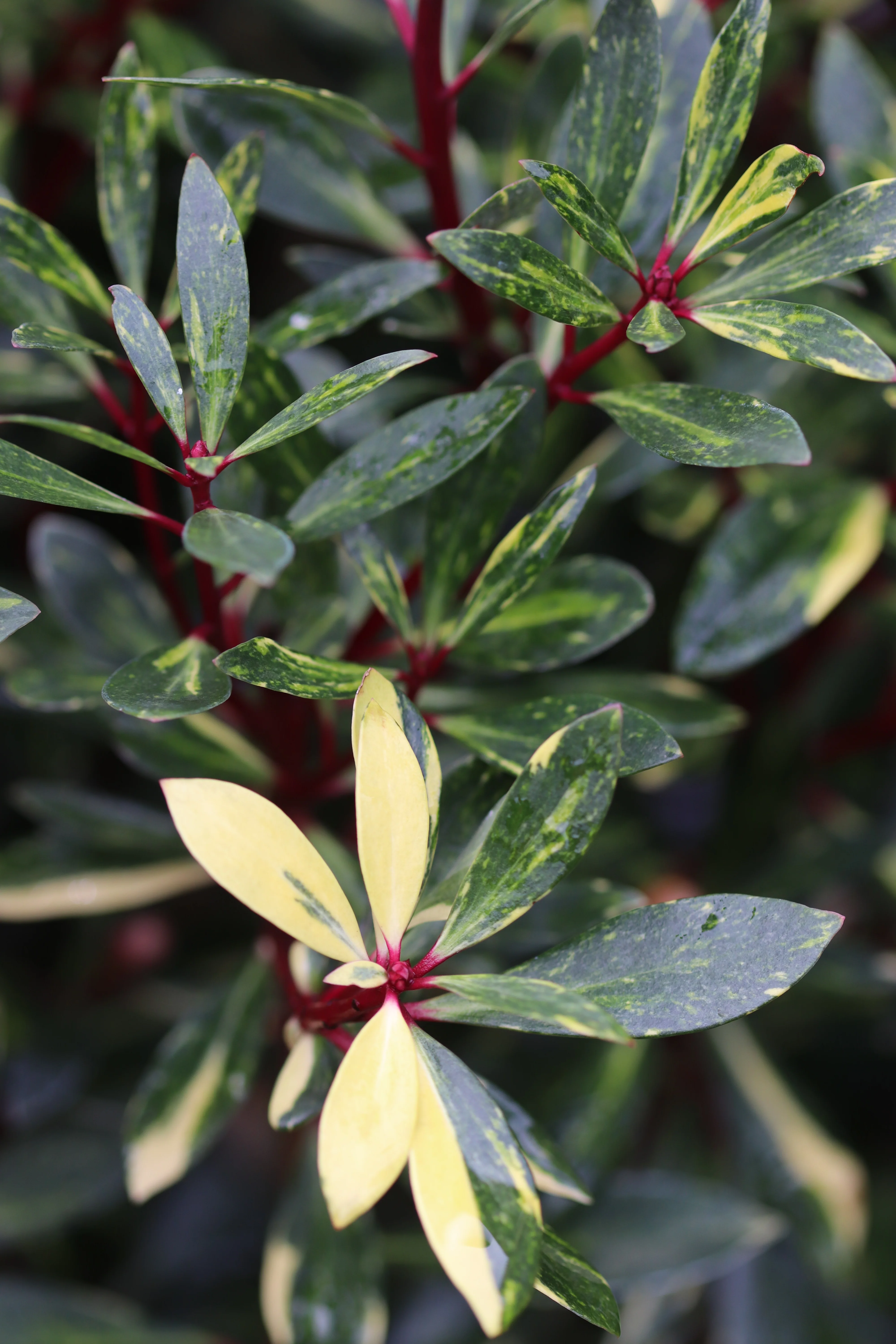 *RETAIL - Drimys lanceolata 'Suzette' - Image 2