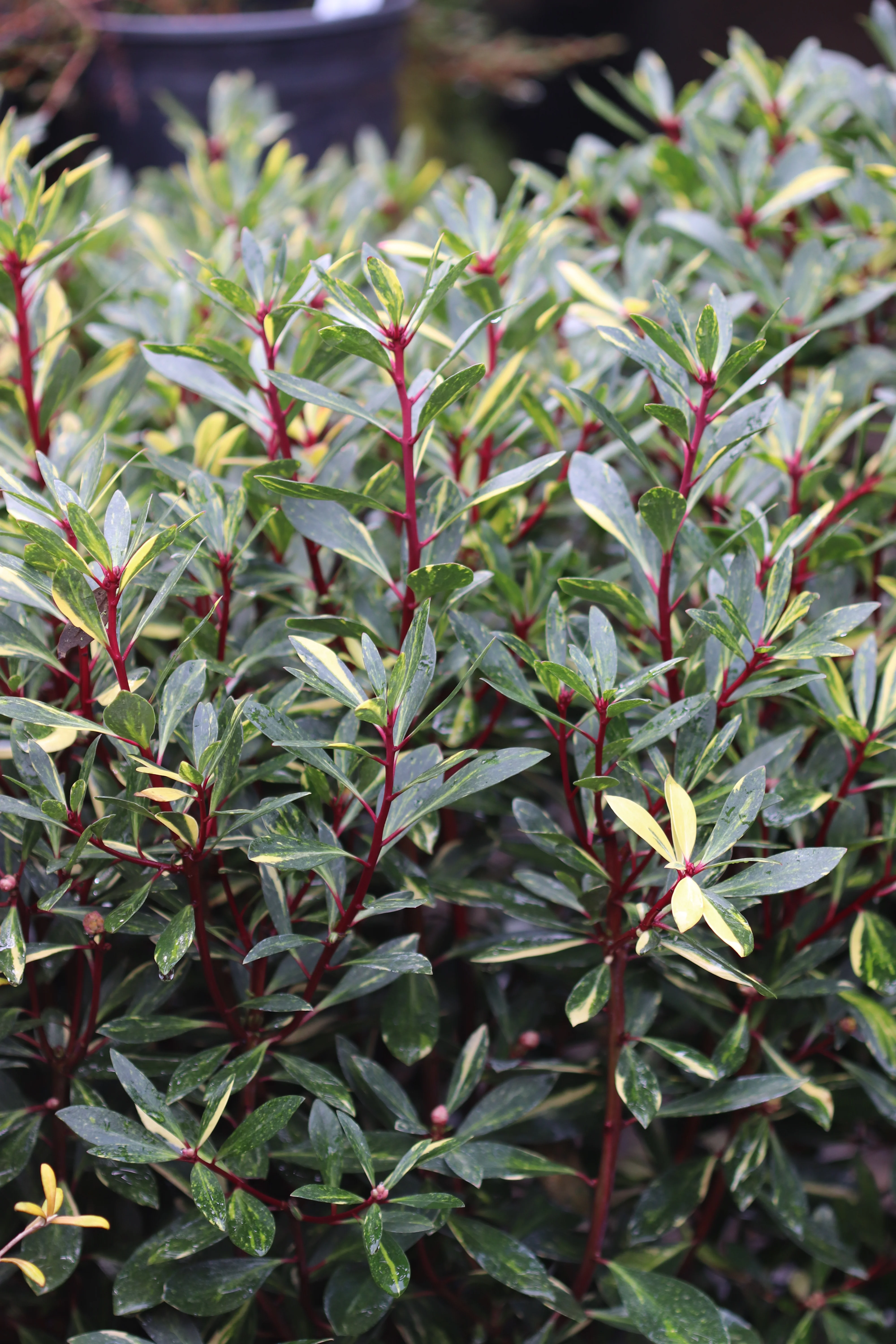 *RETAIL - Drimys lanceolata 'Suzette' - Image 3
