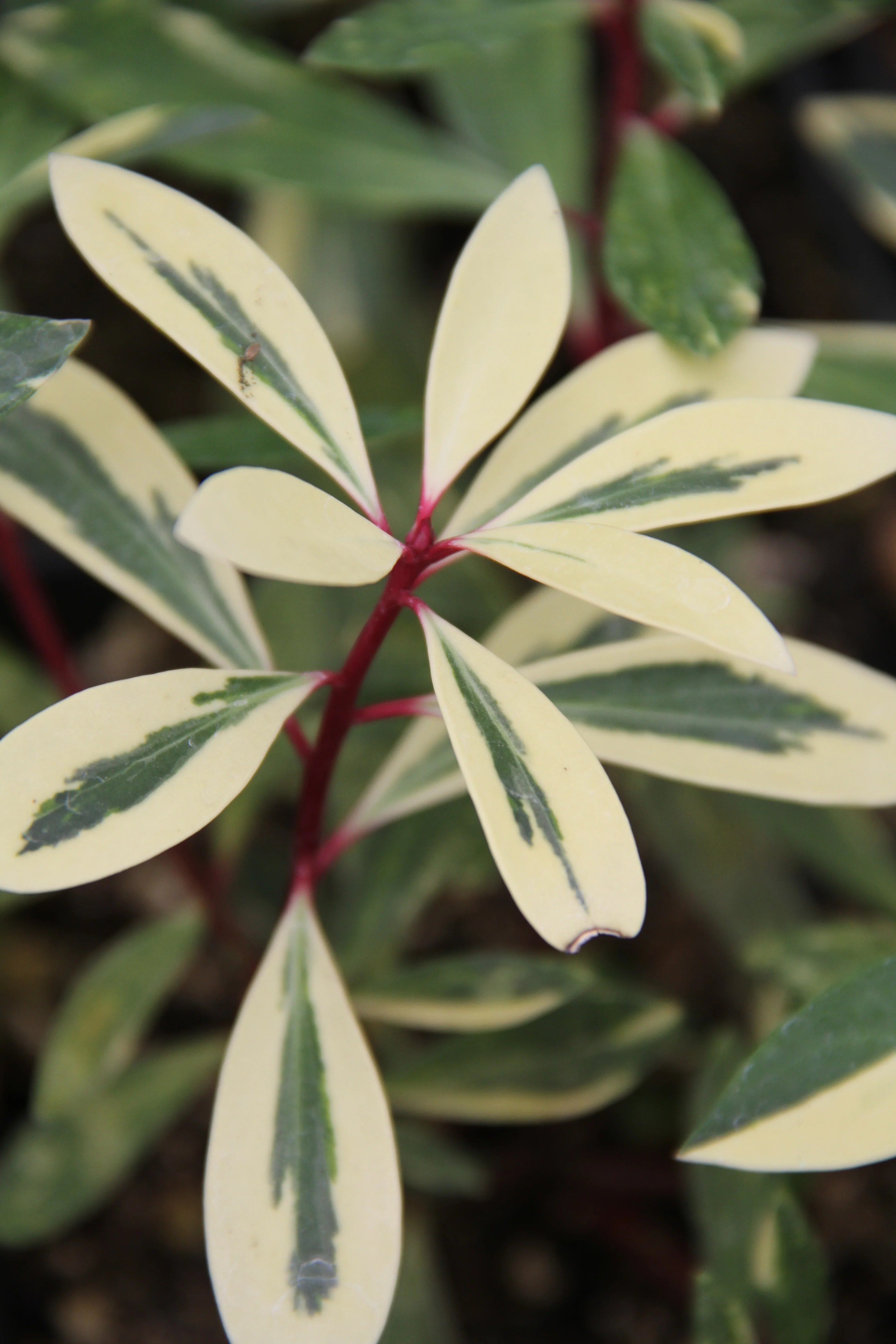 *RETAIL - Drimys lanceolata 'Suzette' - Image 4