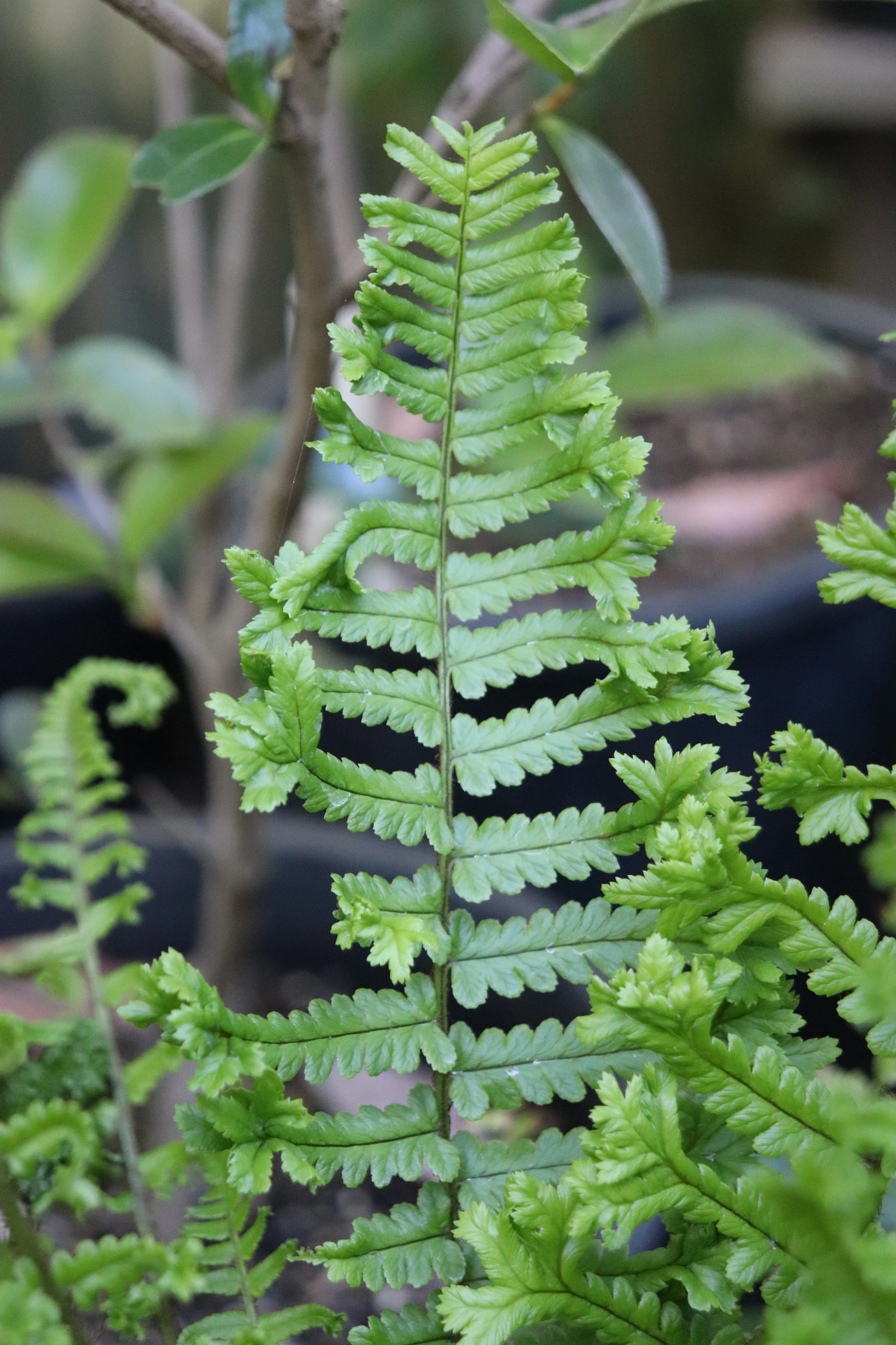 *RETAIL - Dryopteris affinis 'The King' - Image 2