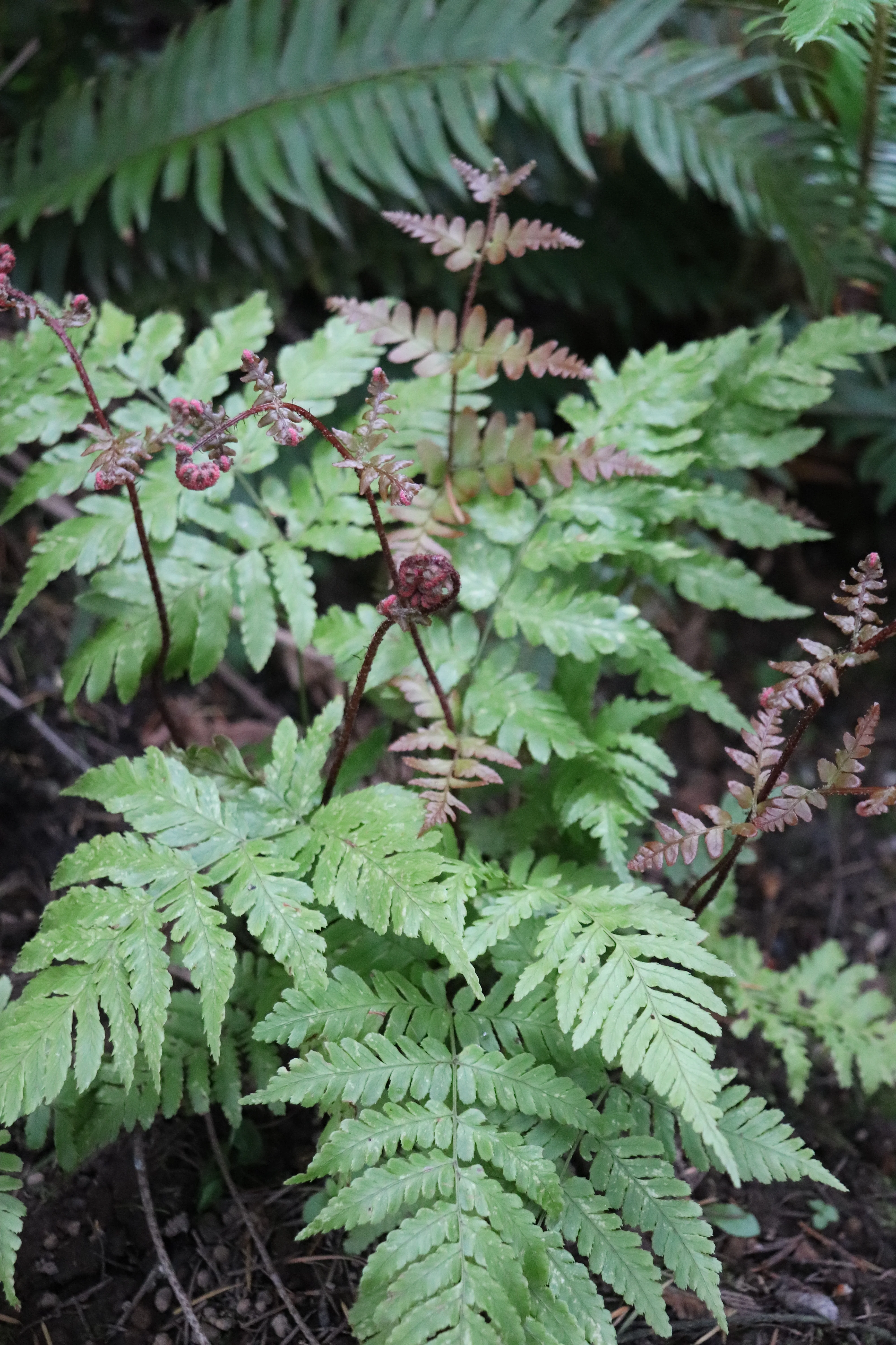 *RETAIL - Dryopteris erythrosora 'Brilliance' - Image 2