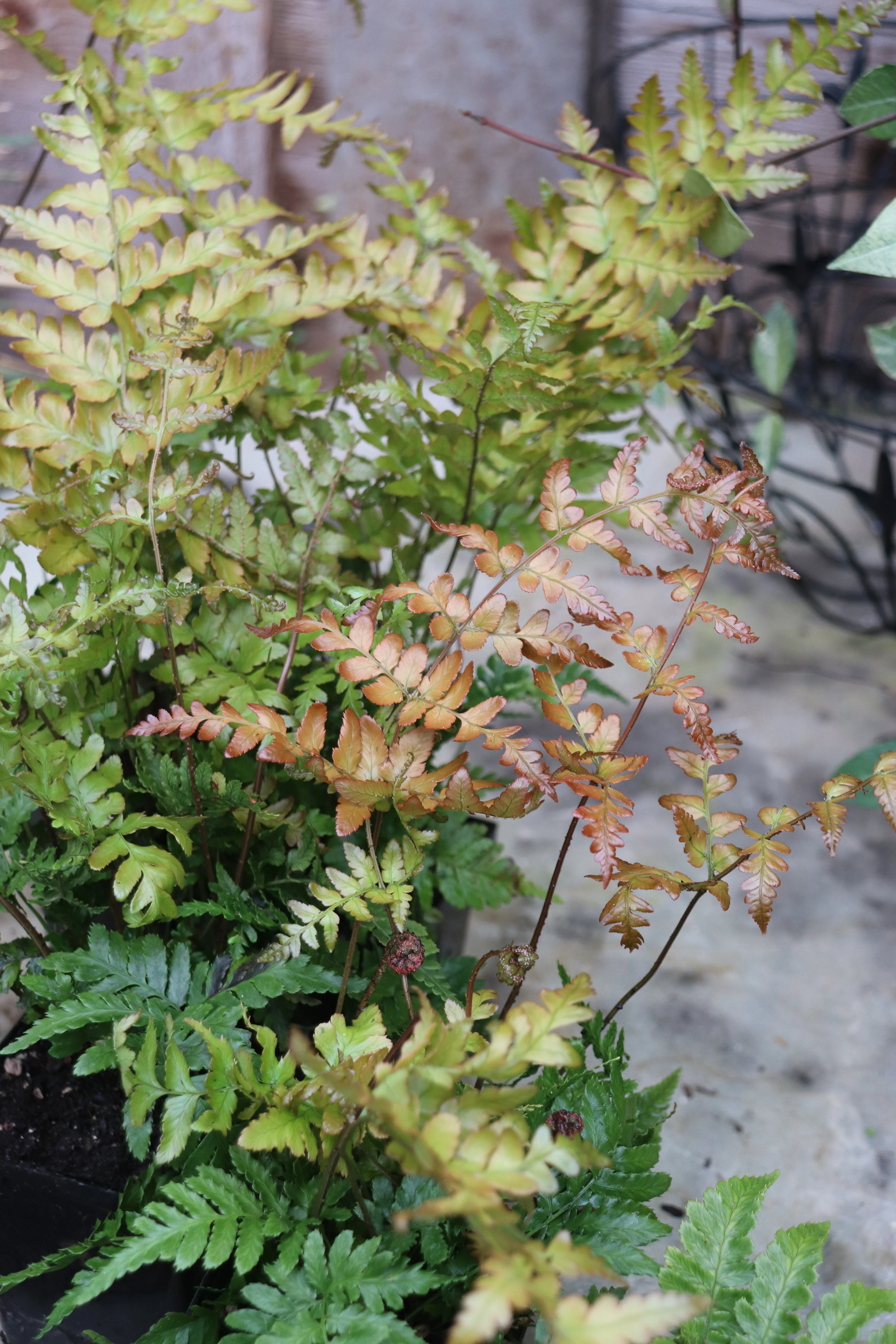 *RETAIL - Dryopteris erythrosora 'Brilliance' - Image 3