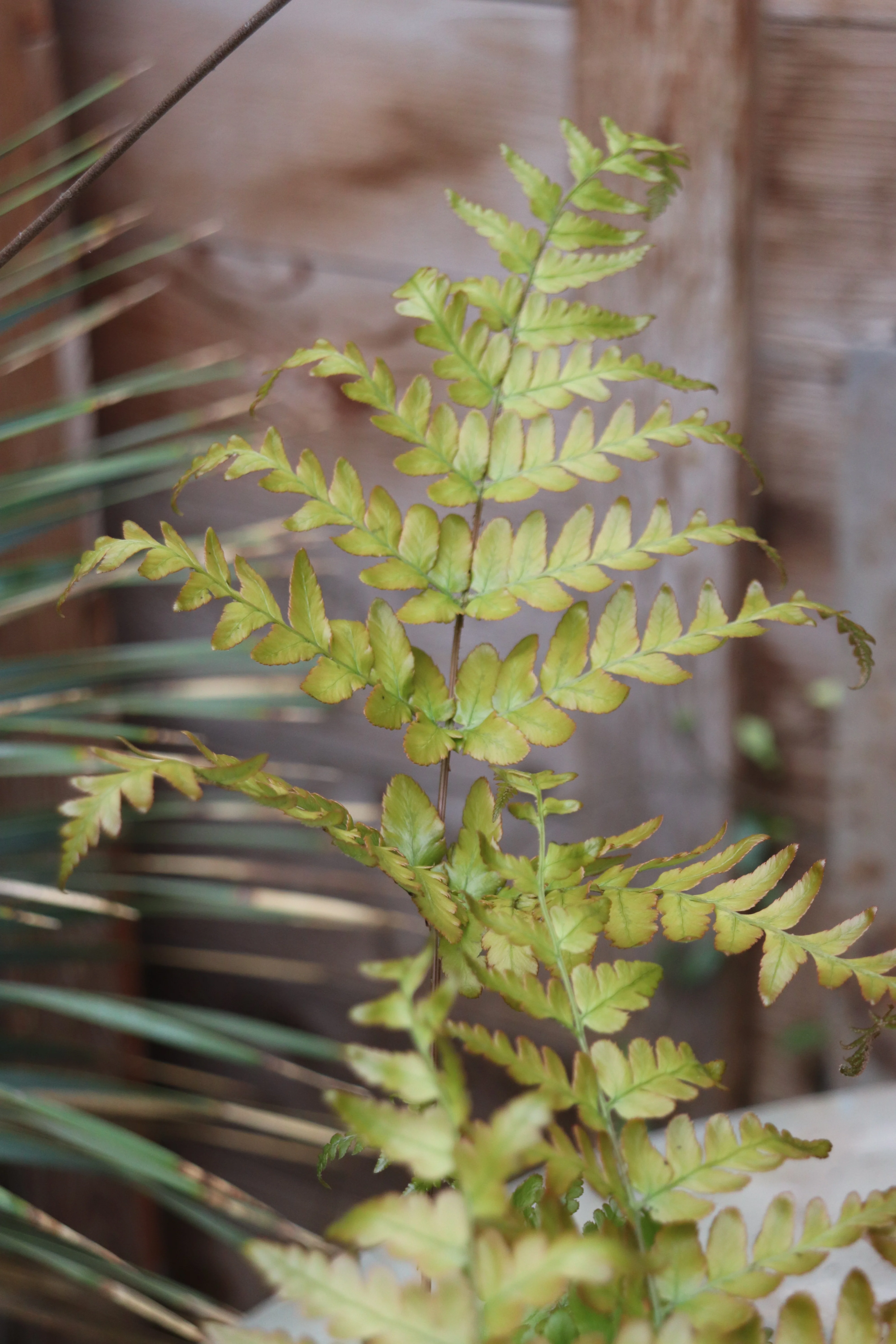 *RETAIL - Dryopteris erythrosora 'Brilliance' - Image 4