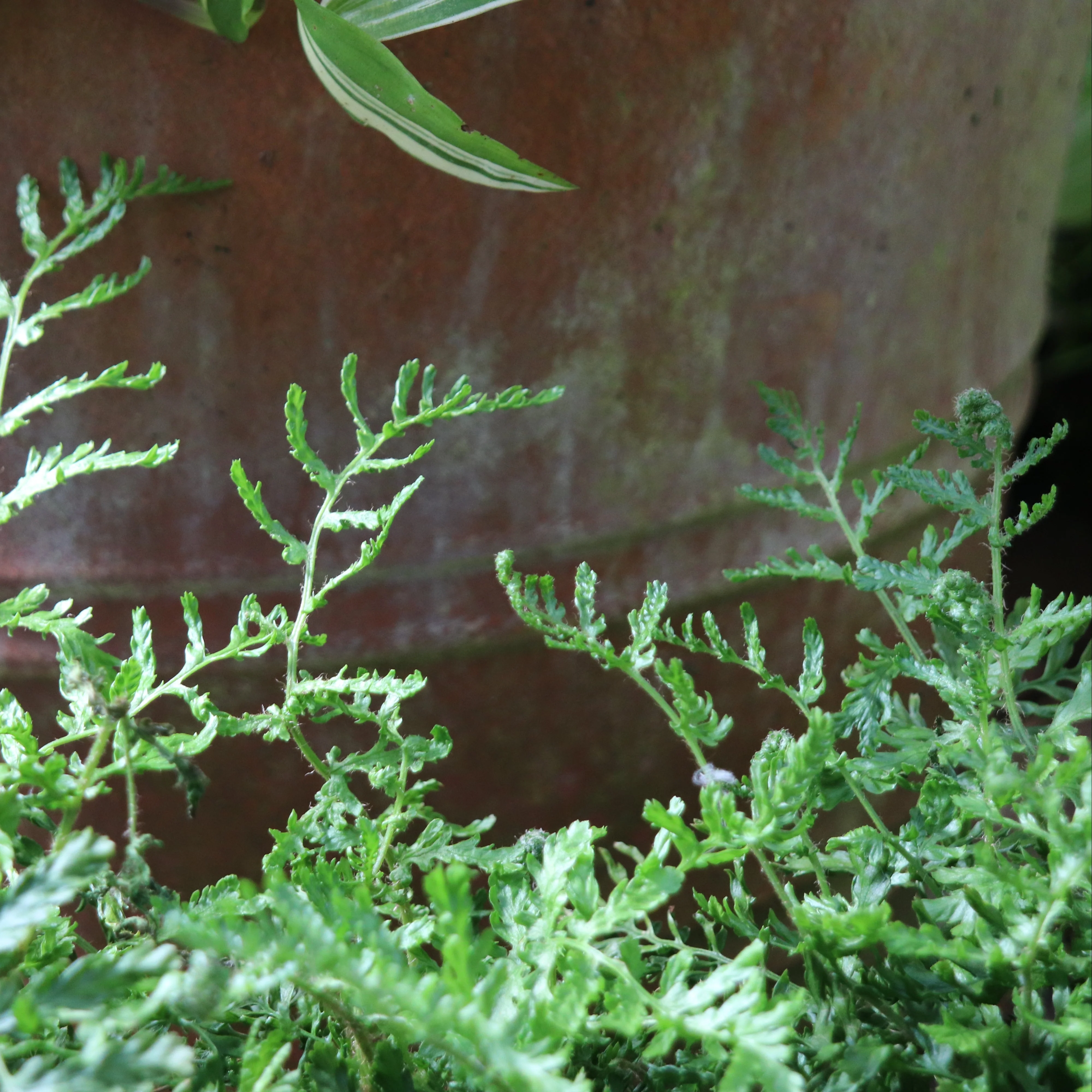 *RETAIL - Dryopteris filix-mas 'Linearis Polydactyla' - Image 2