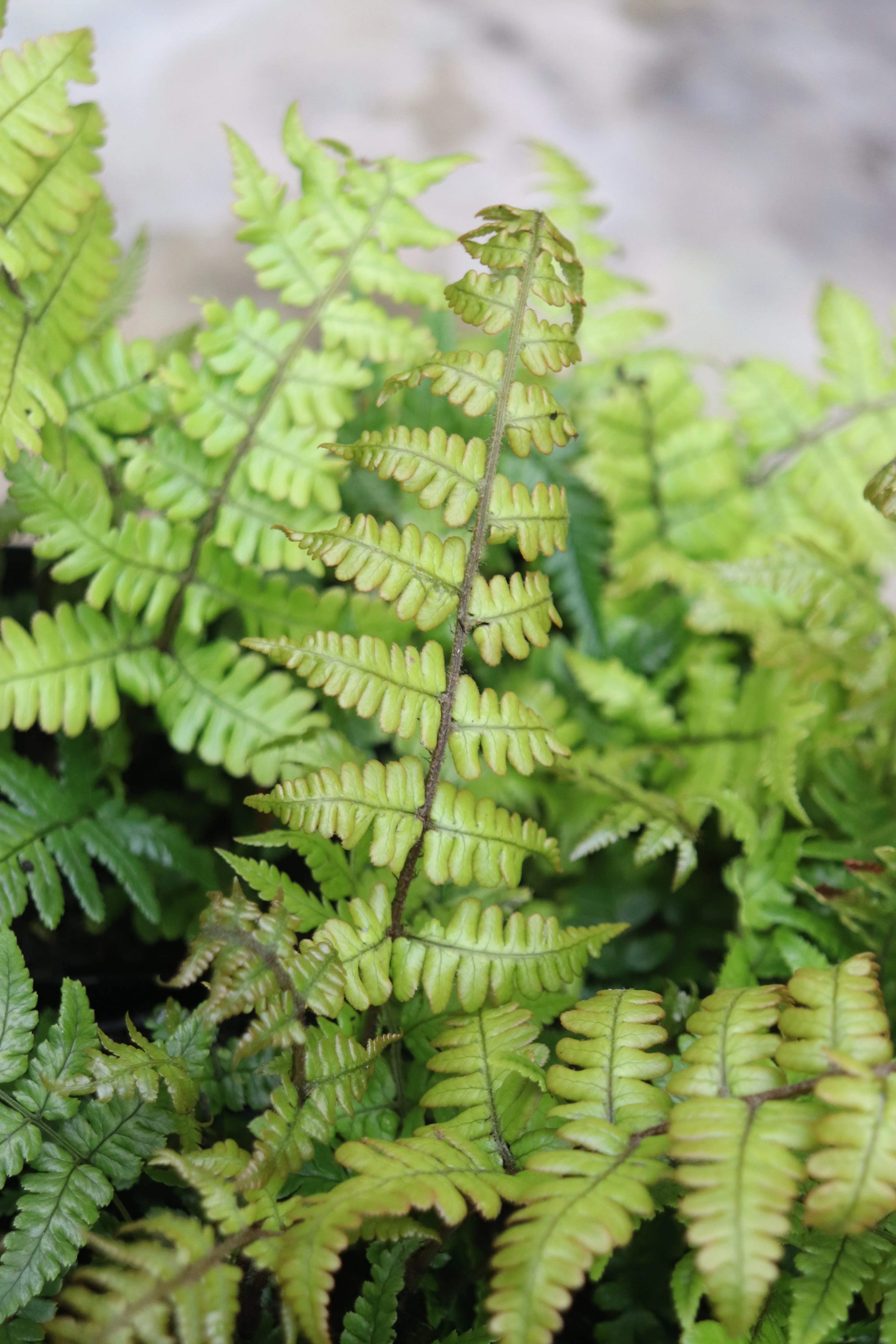 *RETAIL - Dryopteris lepidopoda - Image 2