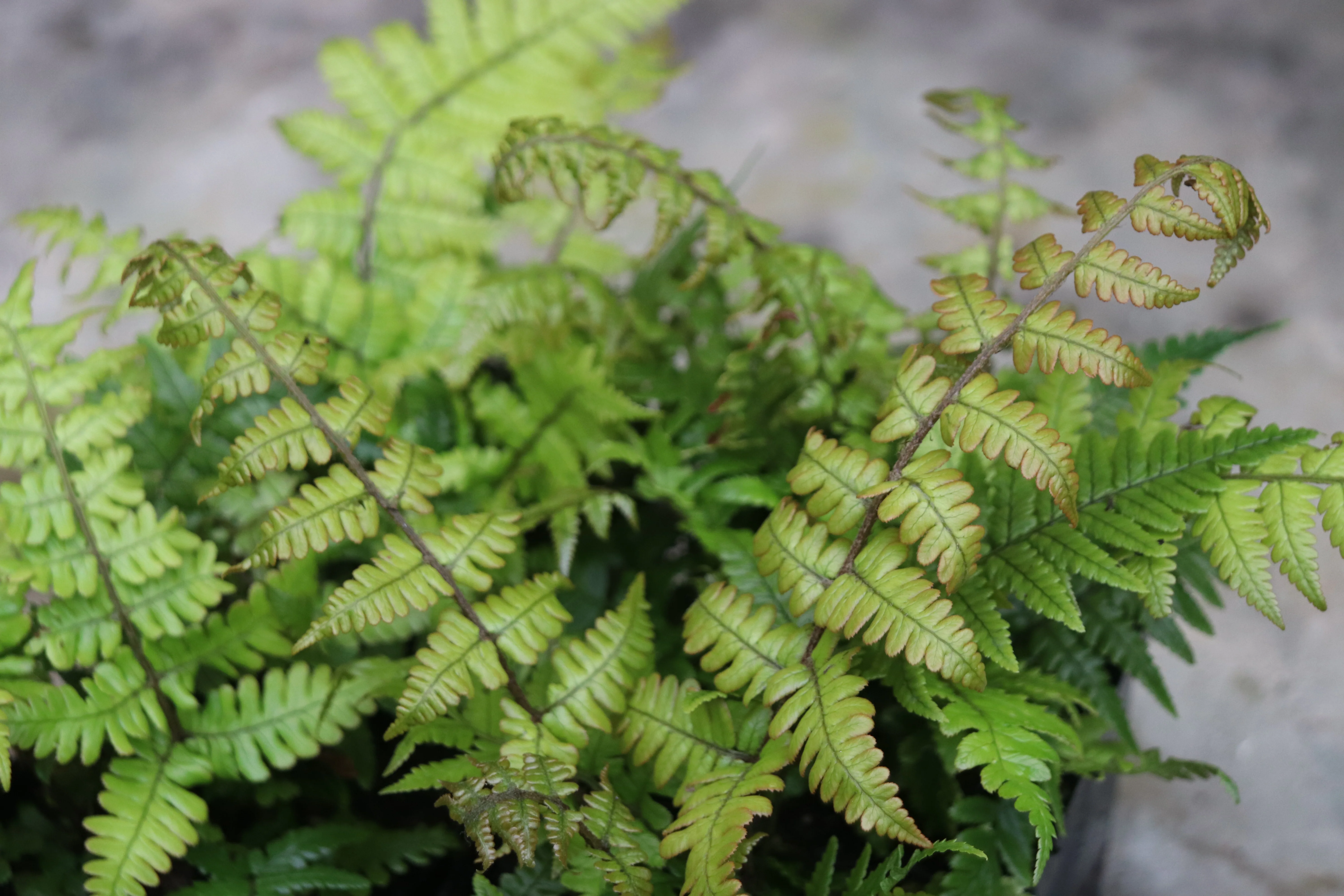 *RETAIL - Dryopteris lepidopoda - Image 3
