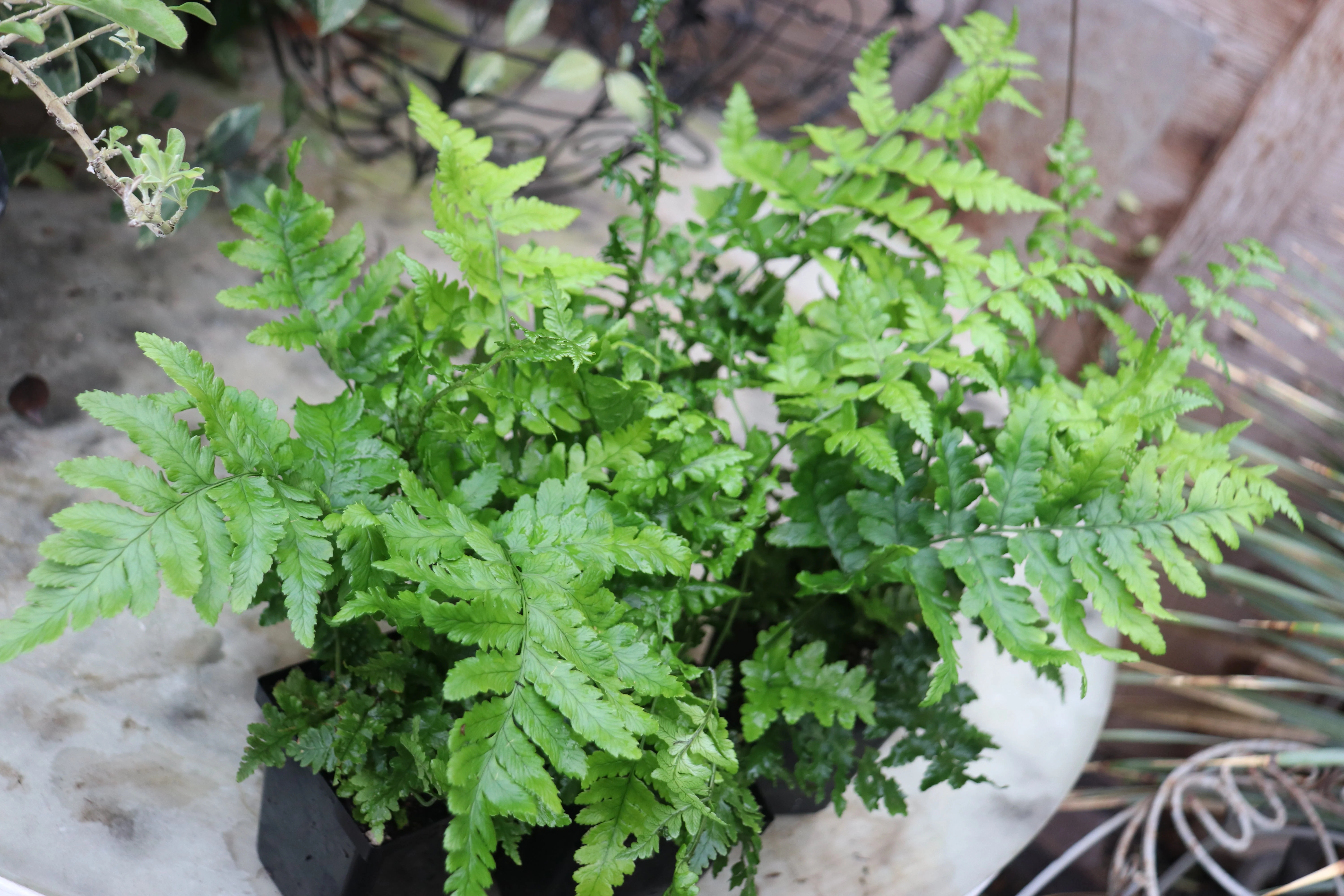 *RETAIL - Dryopteris pulcherrima - Image 2