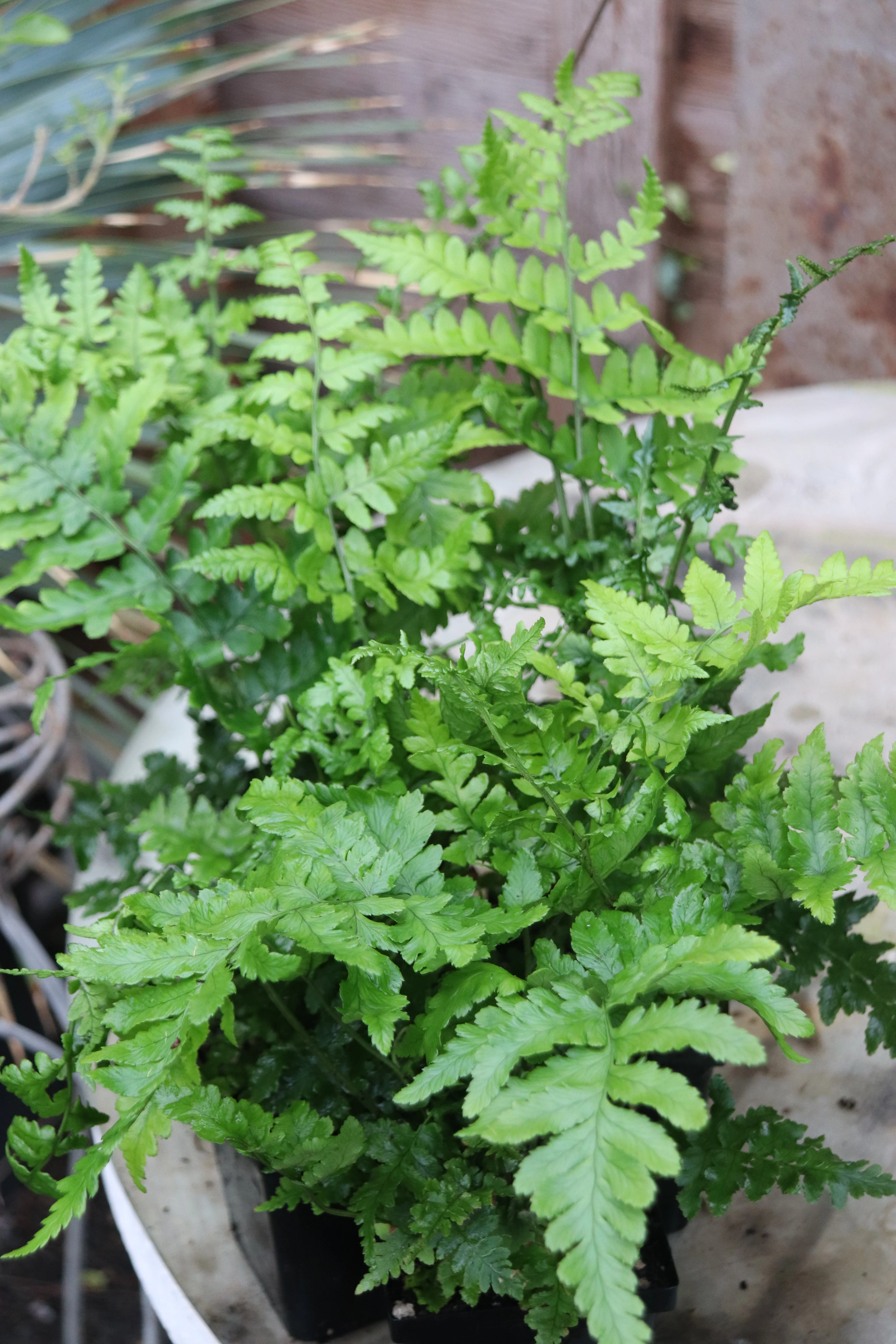 *RETAIL - Dryopteris pulcherrima - Image 3