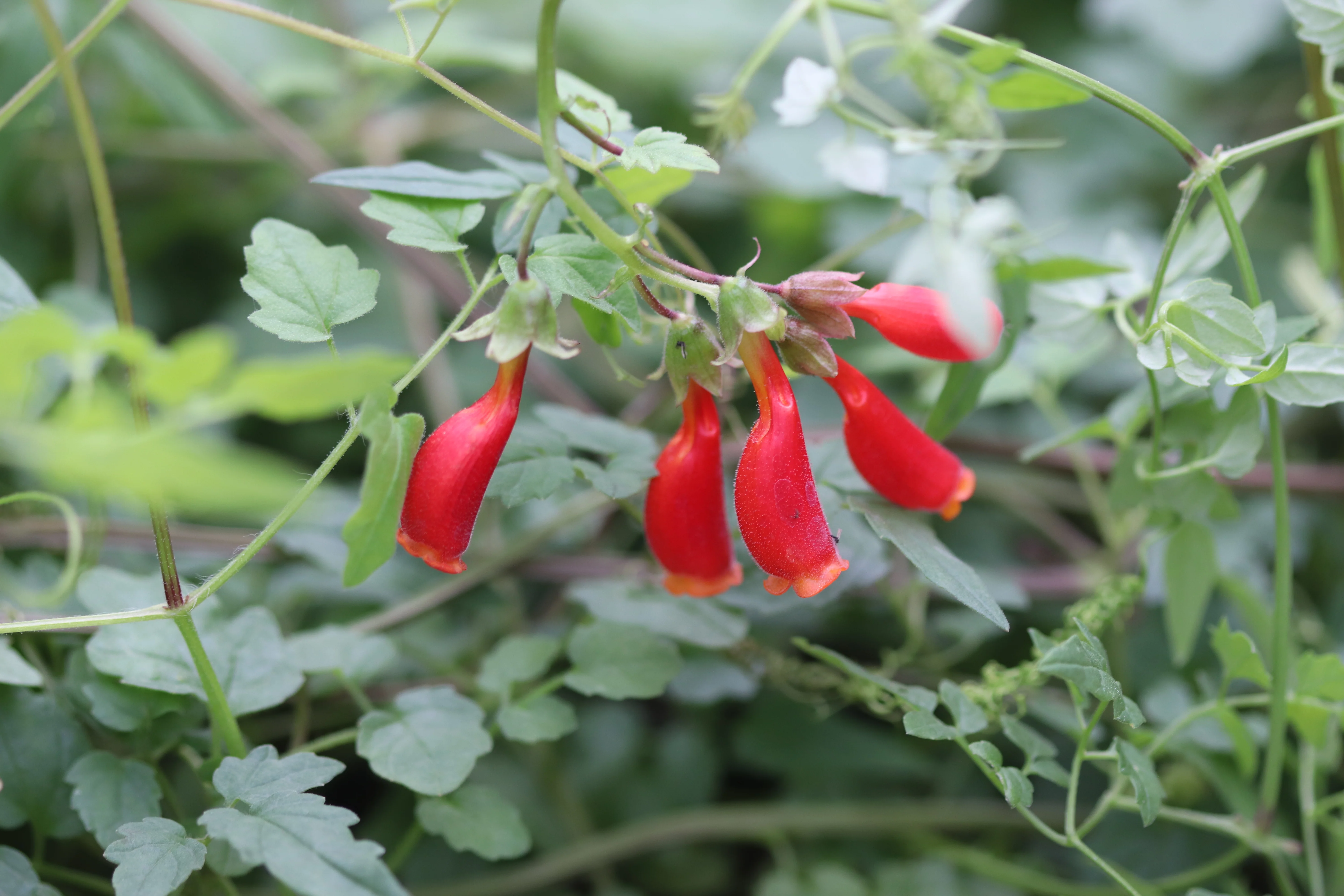 Eccremocarpus scaber