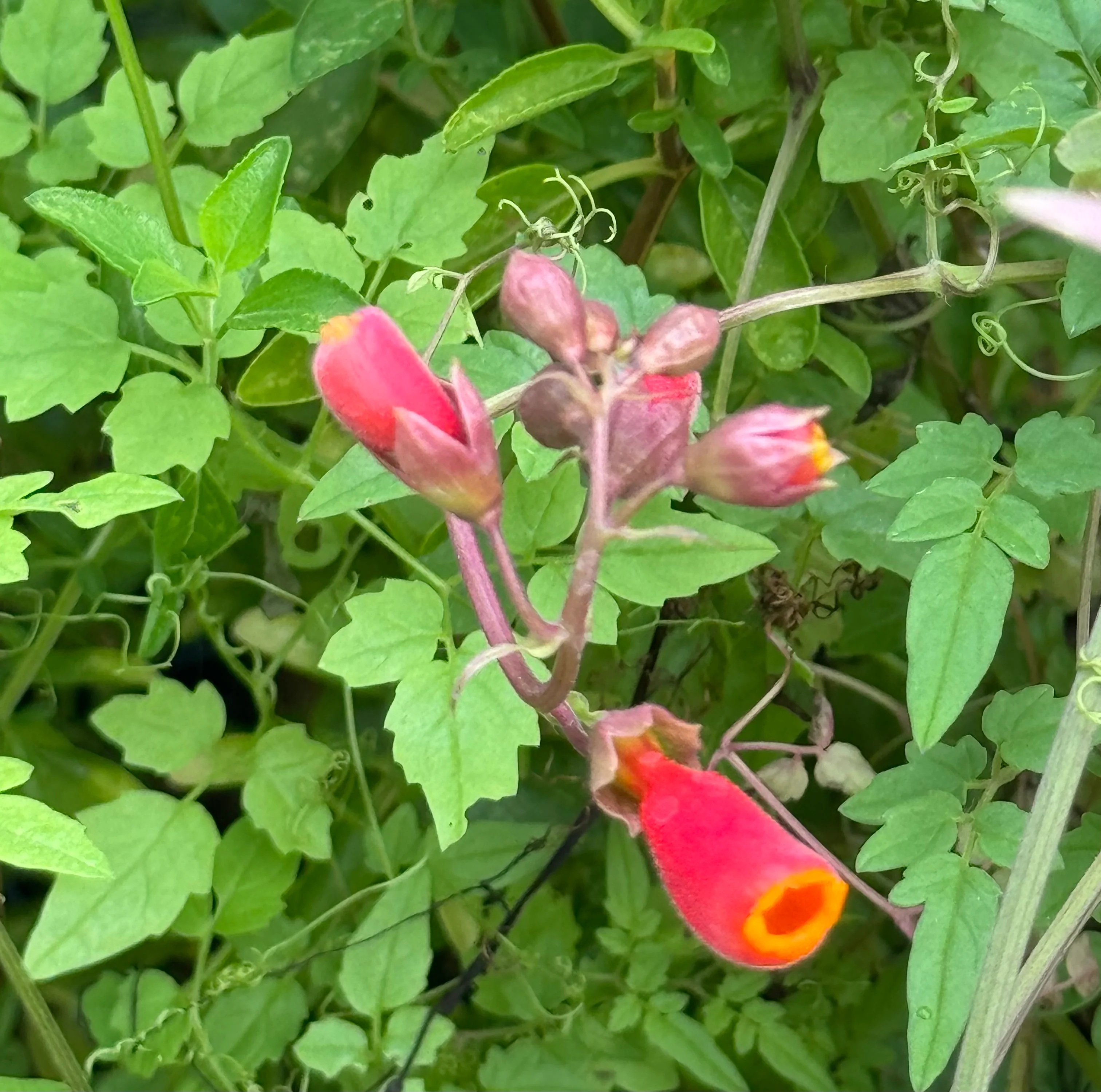 Eccremocarpus scaber - Image 3