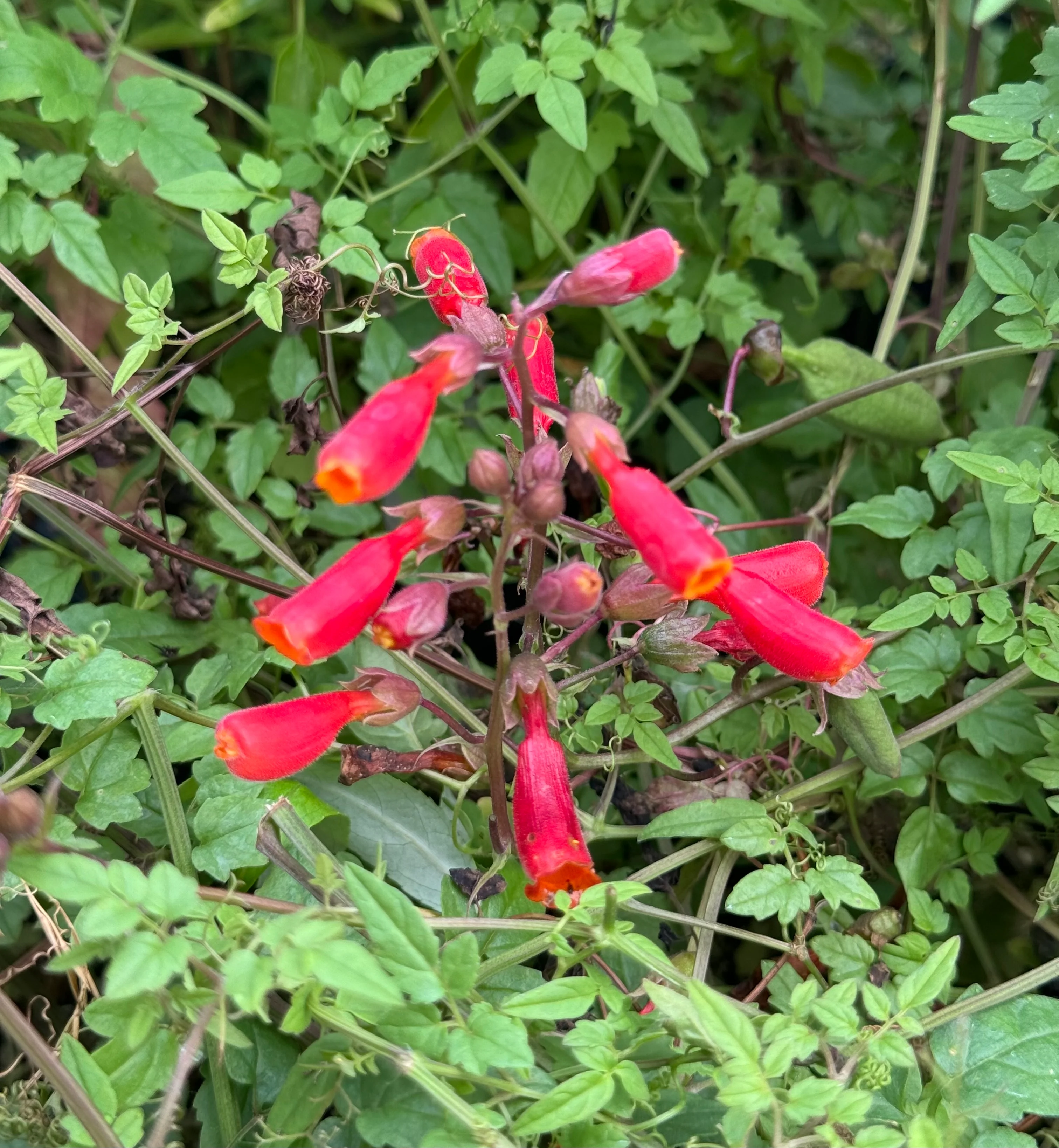 Eccremocarpus scaber - Image 5