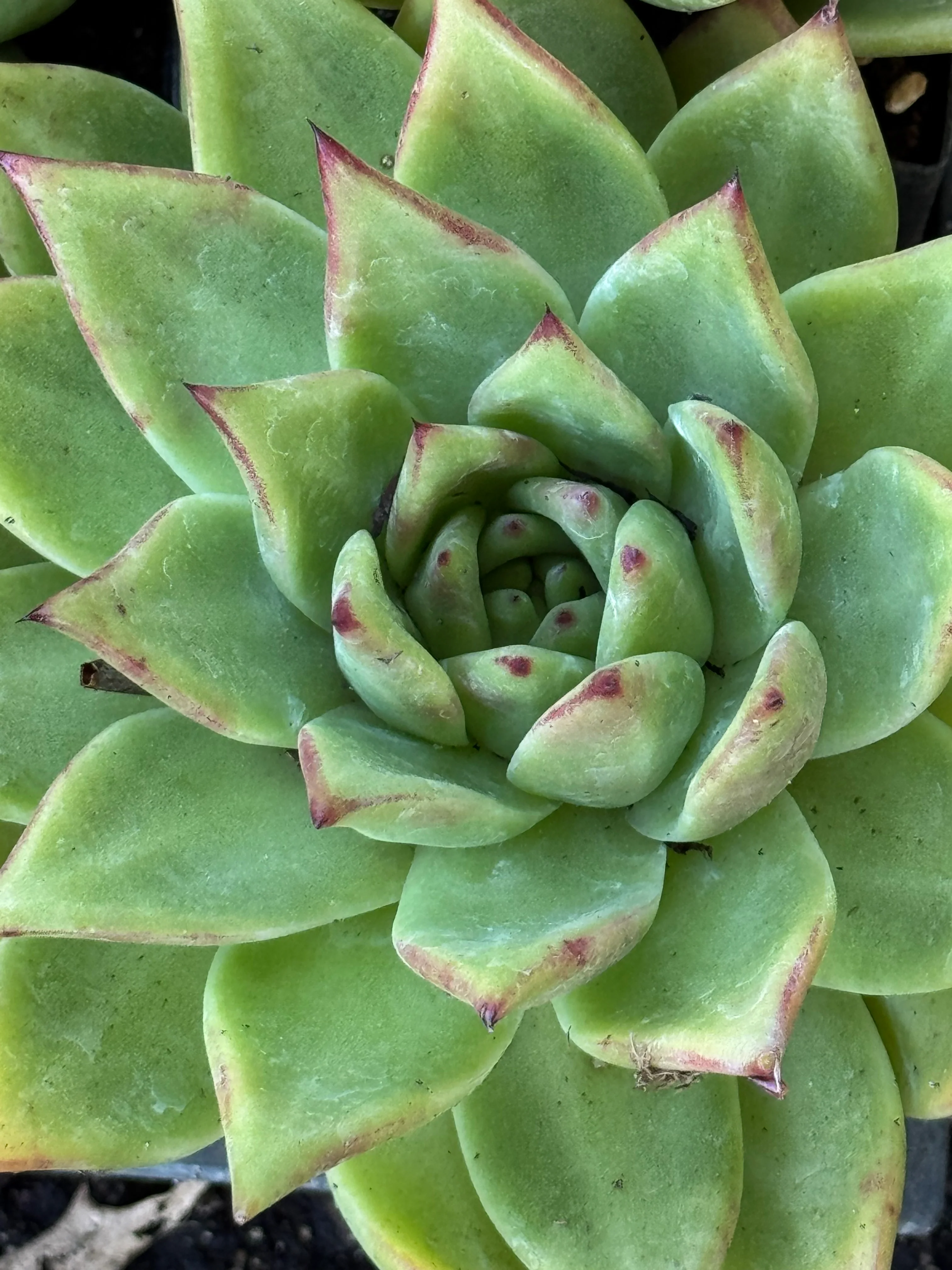 *RETAIL - Echeveria agavoides x - Image 2