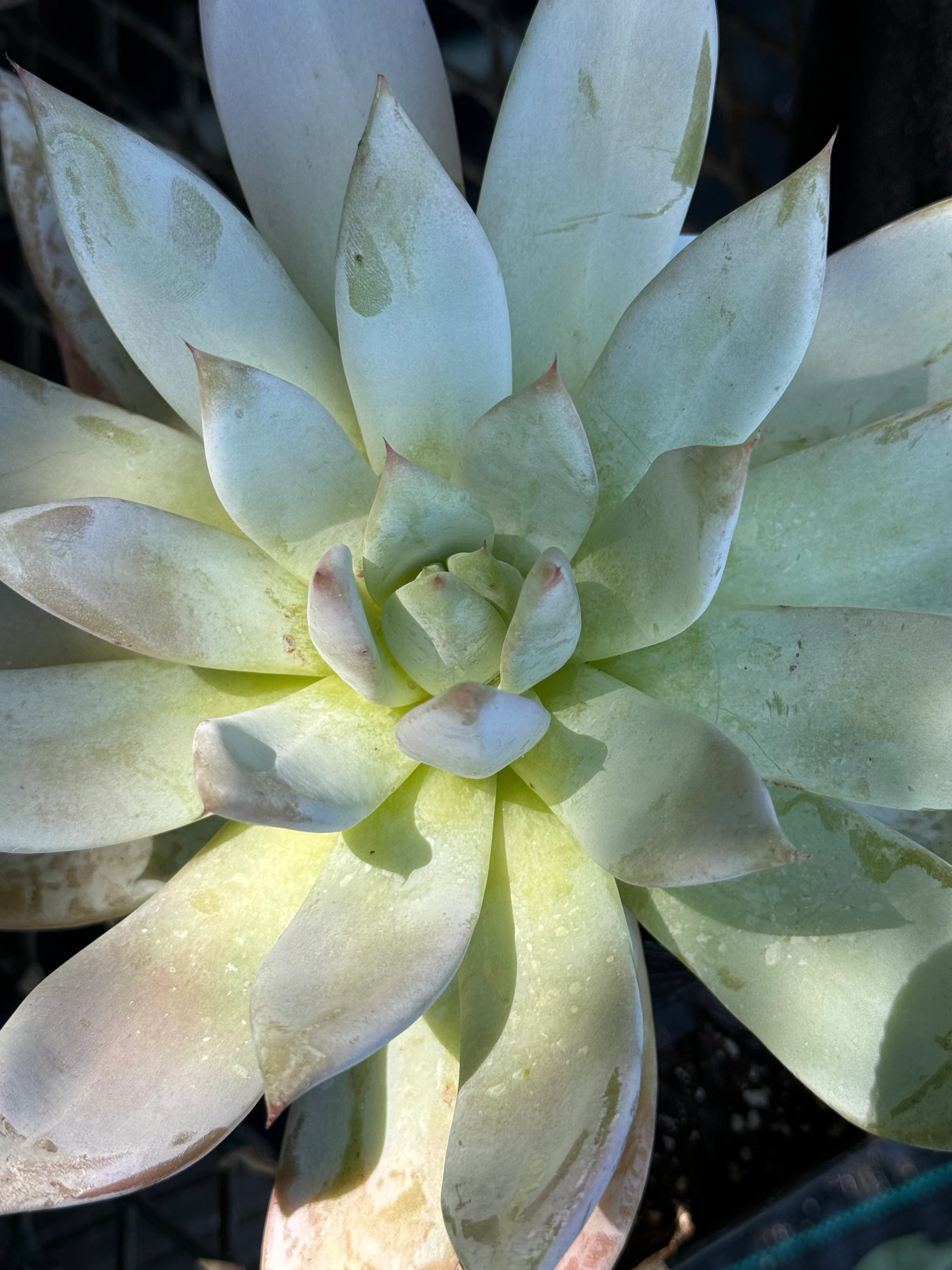 *RETAIL - Echeveria colorata 'Mexican Giant'