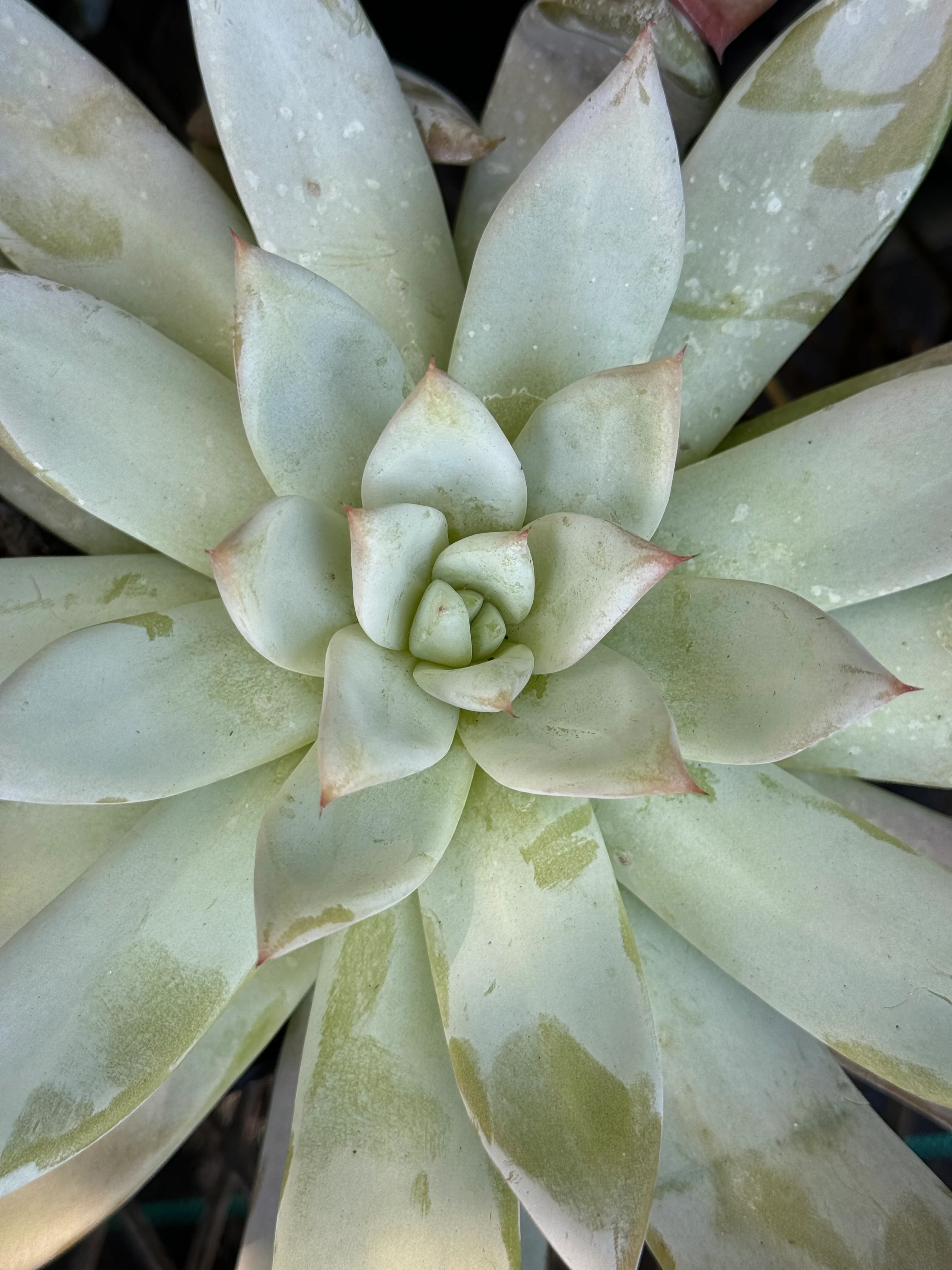 *RETAIL - Echeveria colorata 'Mexican Giant' - Image 2