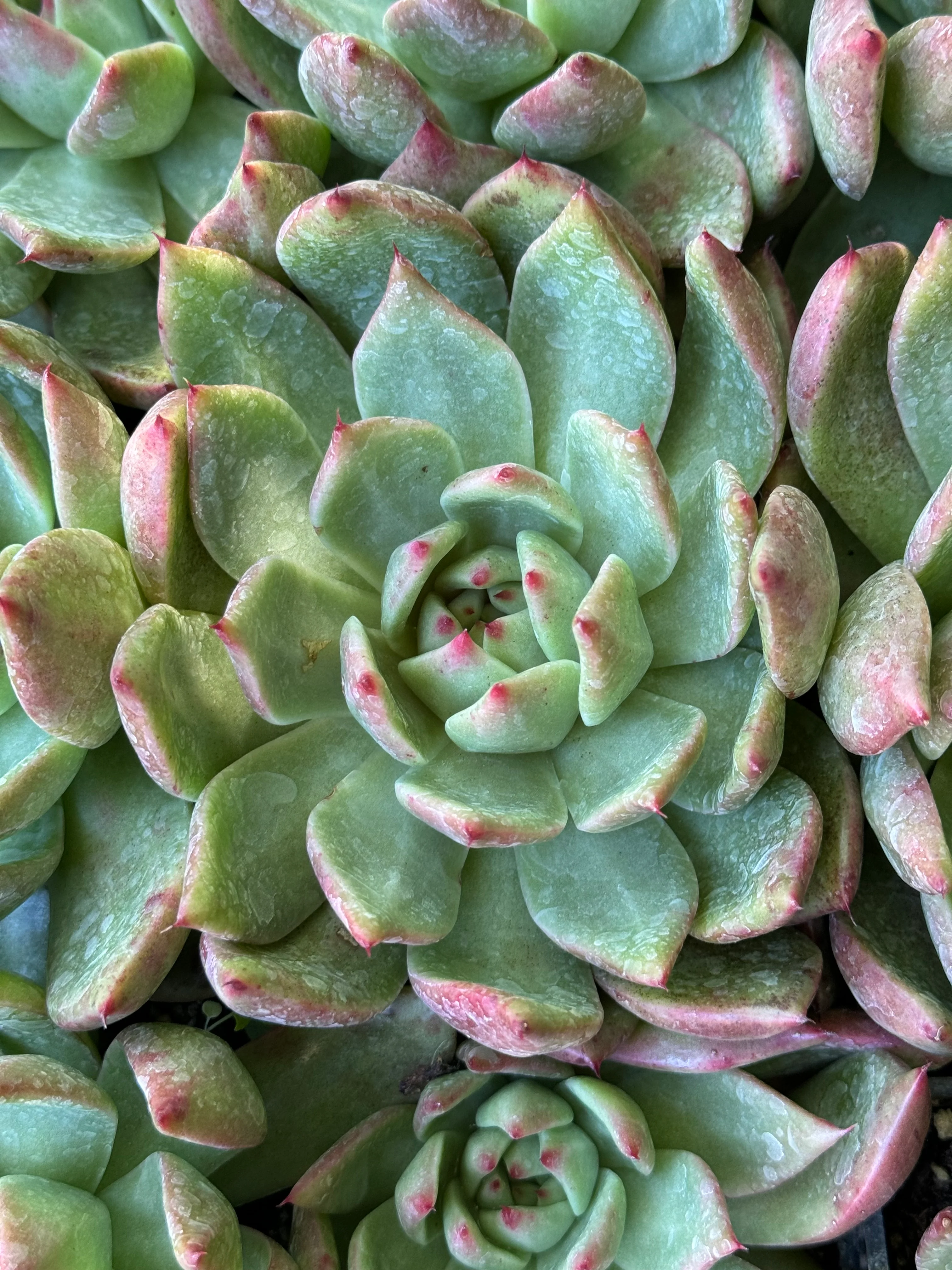 *RETAIL - Echeveria 'Lady's Choice'