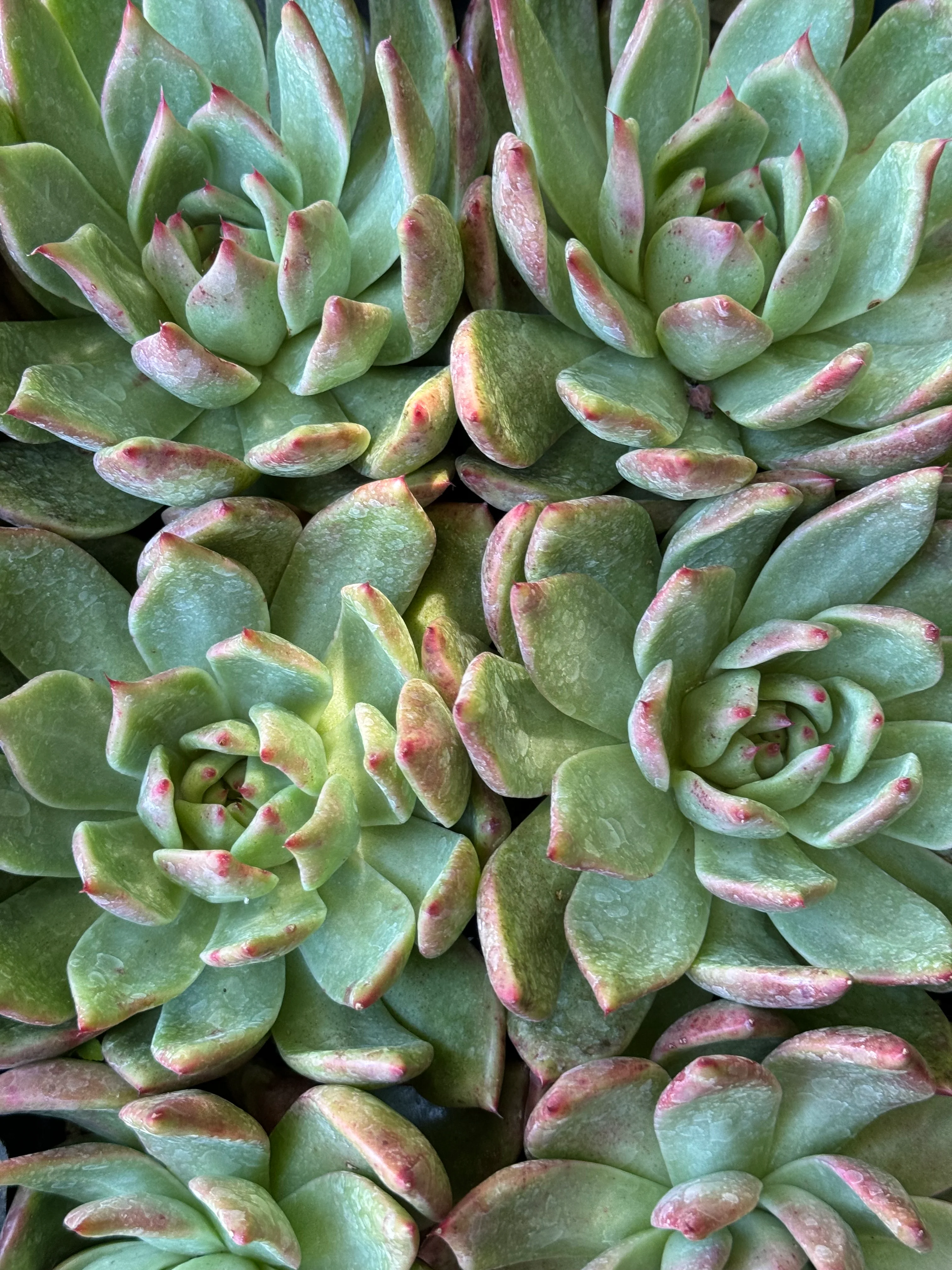*RETAIL - Echeveria 'Lady's Choice' - Image 2