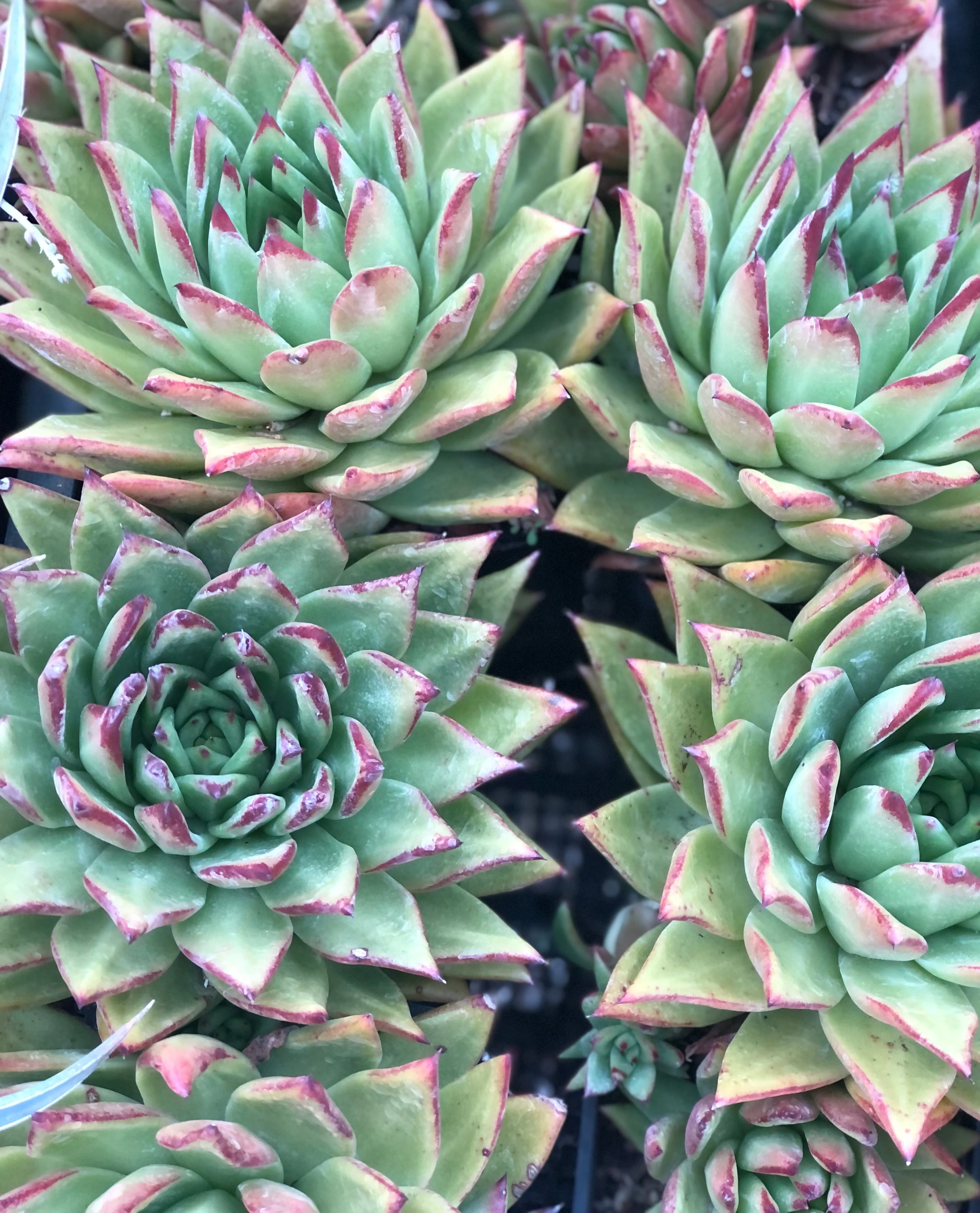 *RETAIL - Echeveria 'Lipstick' - Image 2