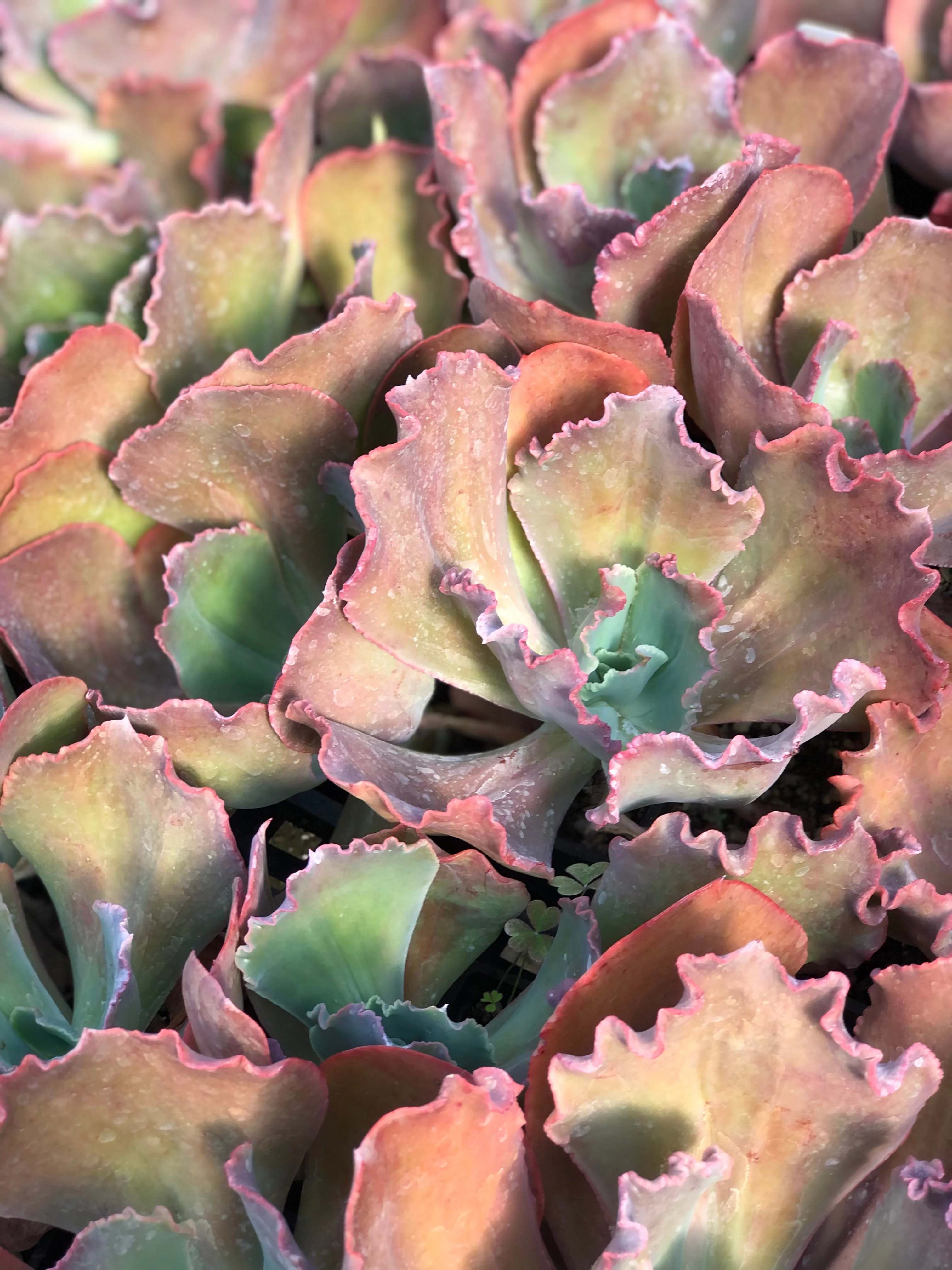 *RETAIL - Echeveria 'Ruffled Red' - Image 2