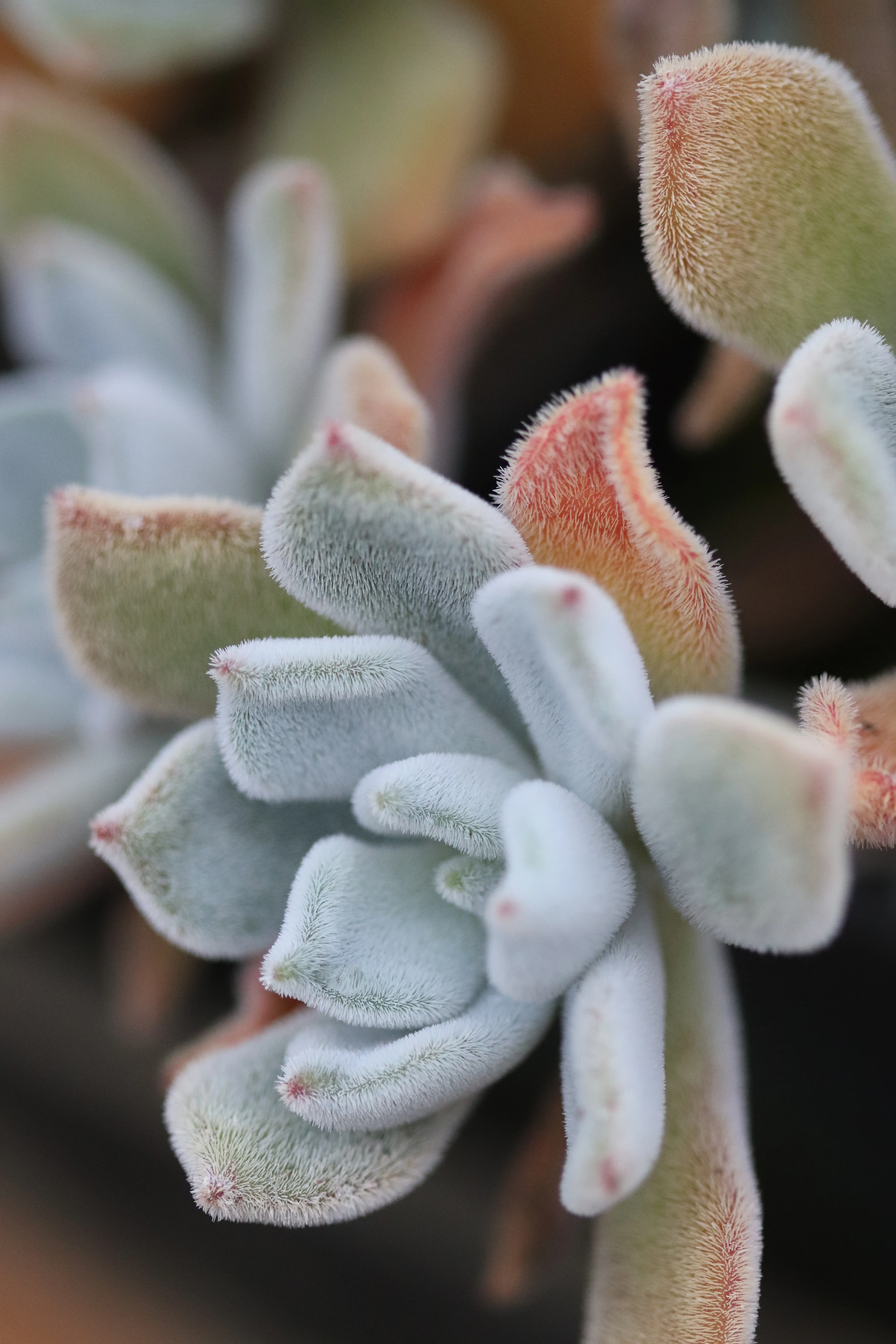 *RETAIL - Echeveria setosa - Image 2