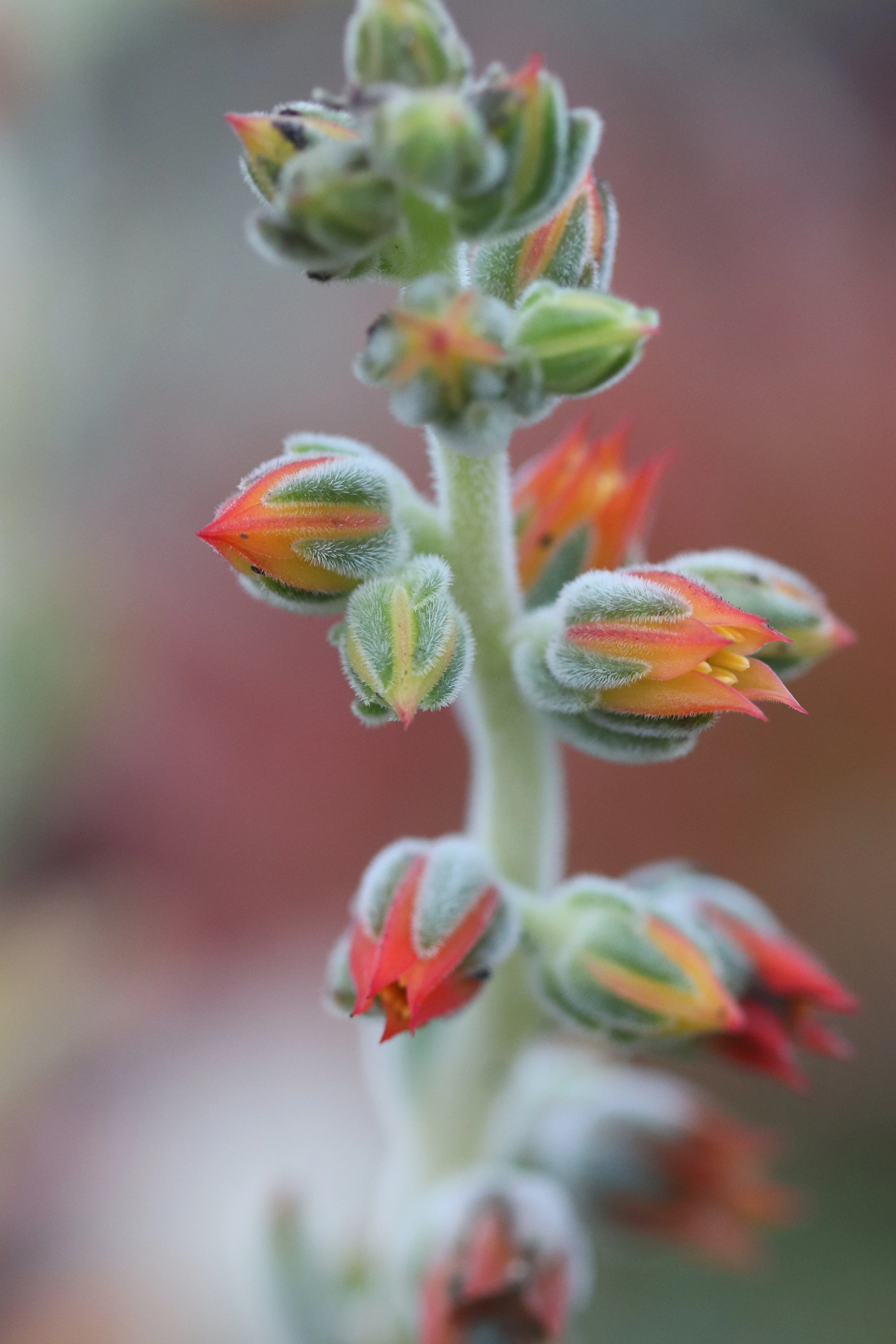 *RETAIL - Echeveria setosa - Image 3