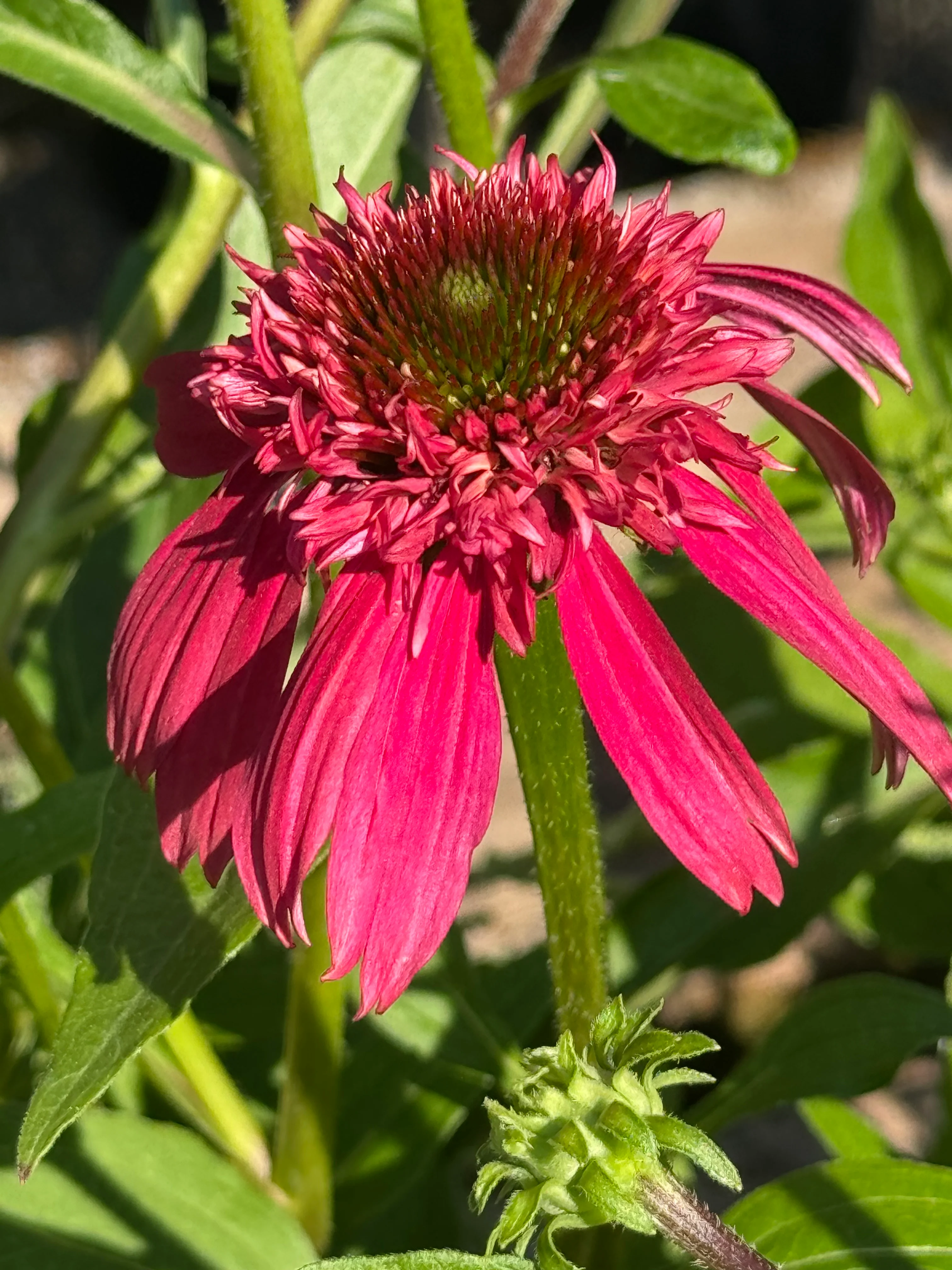 *RETAIL - Echinacea Double Scoop™ Cranberry